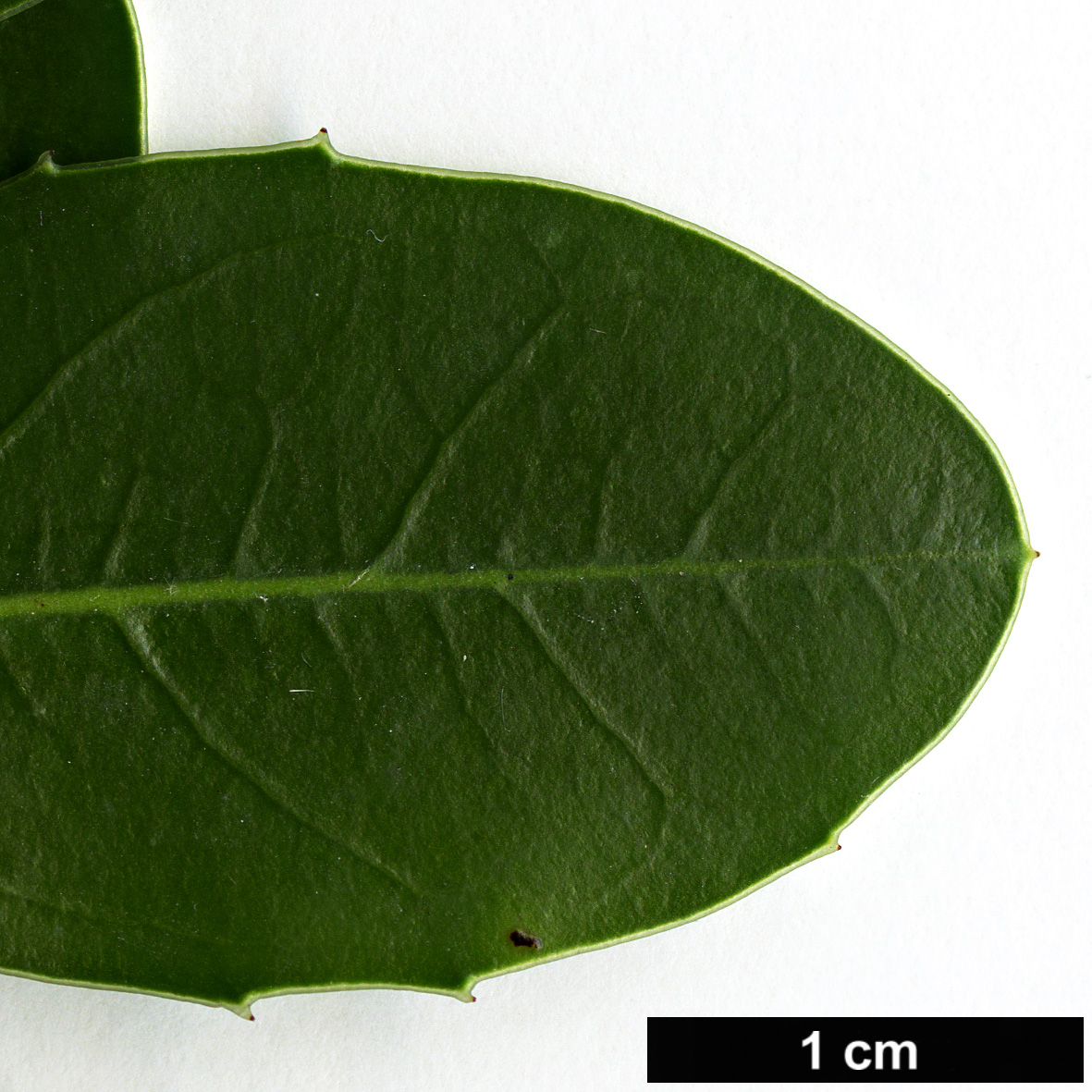 High resolution image: Family: Rhamnaceae - Genus: Rhamnus - Taxon: alaternus