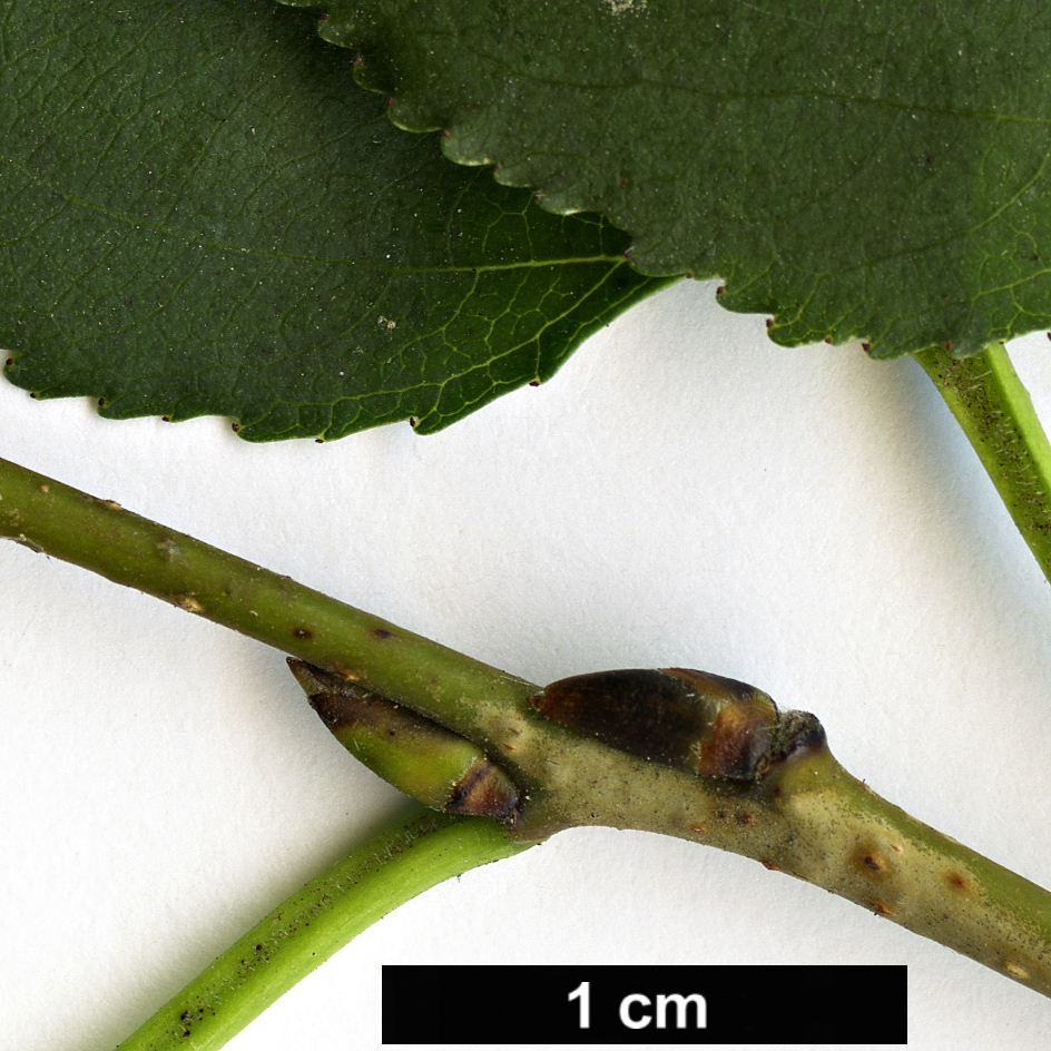 High resolution image: Family: Rhamnaceae - Genus: Rhamnus - Taxon: cathartica