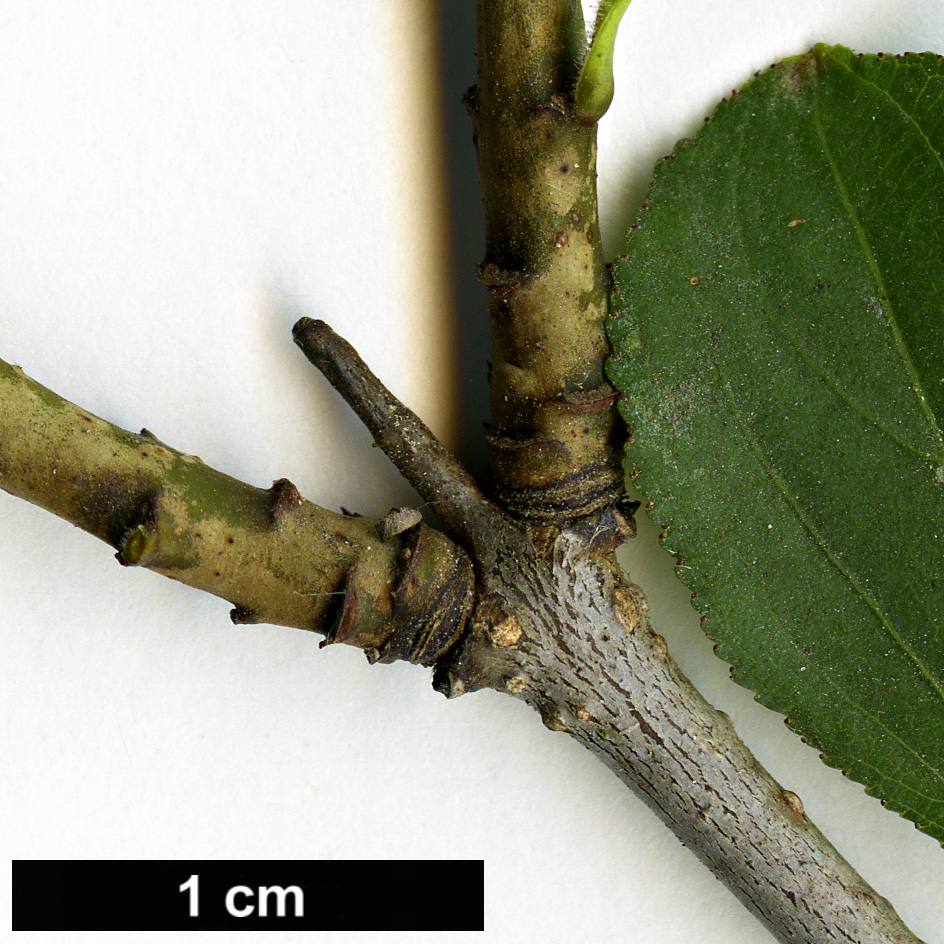 High resolution image: Family: Rhamnaceae - Genus: Rhamnus - Taxon: cathartica