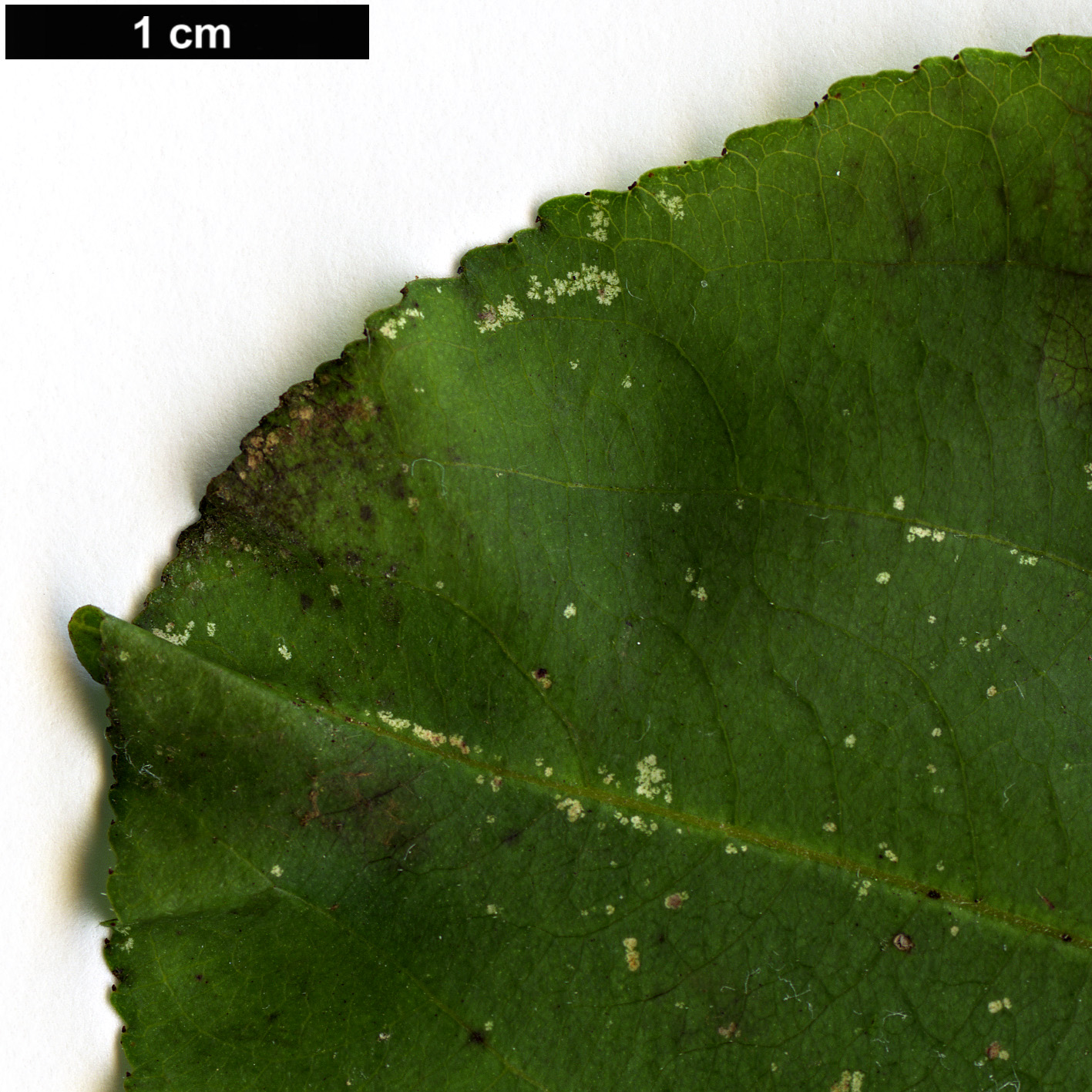 High resolution image: Family: Rhamnaceae - Genus: Rhamnus - Taxon: cathartica