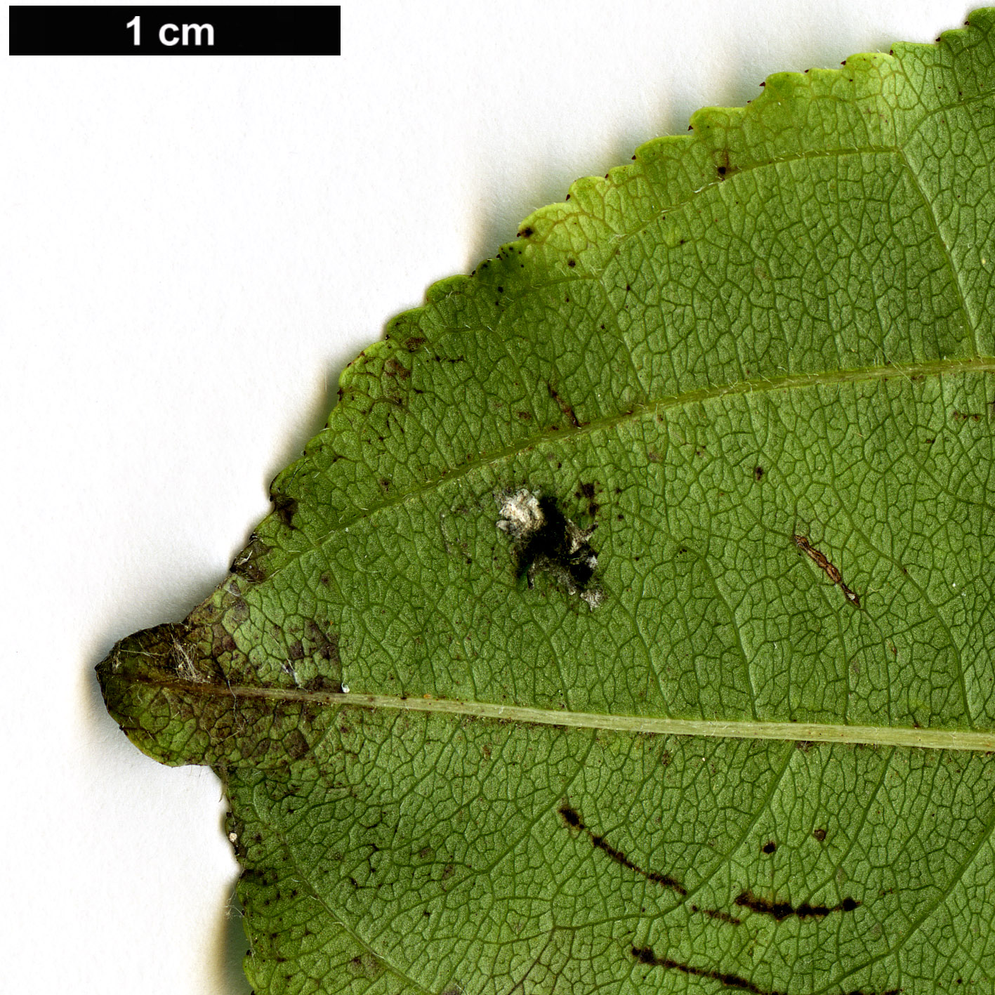 High resolution image: Family: Rhamnaceae - Genus: Rhamnus - Taxon: cathartica