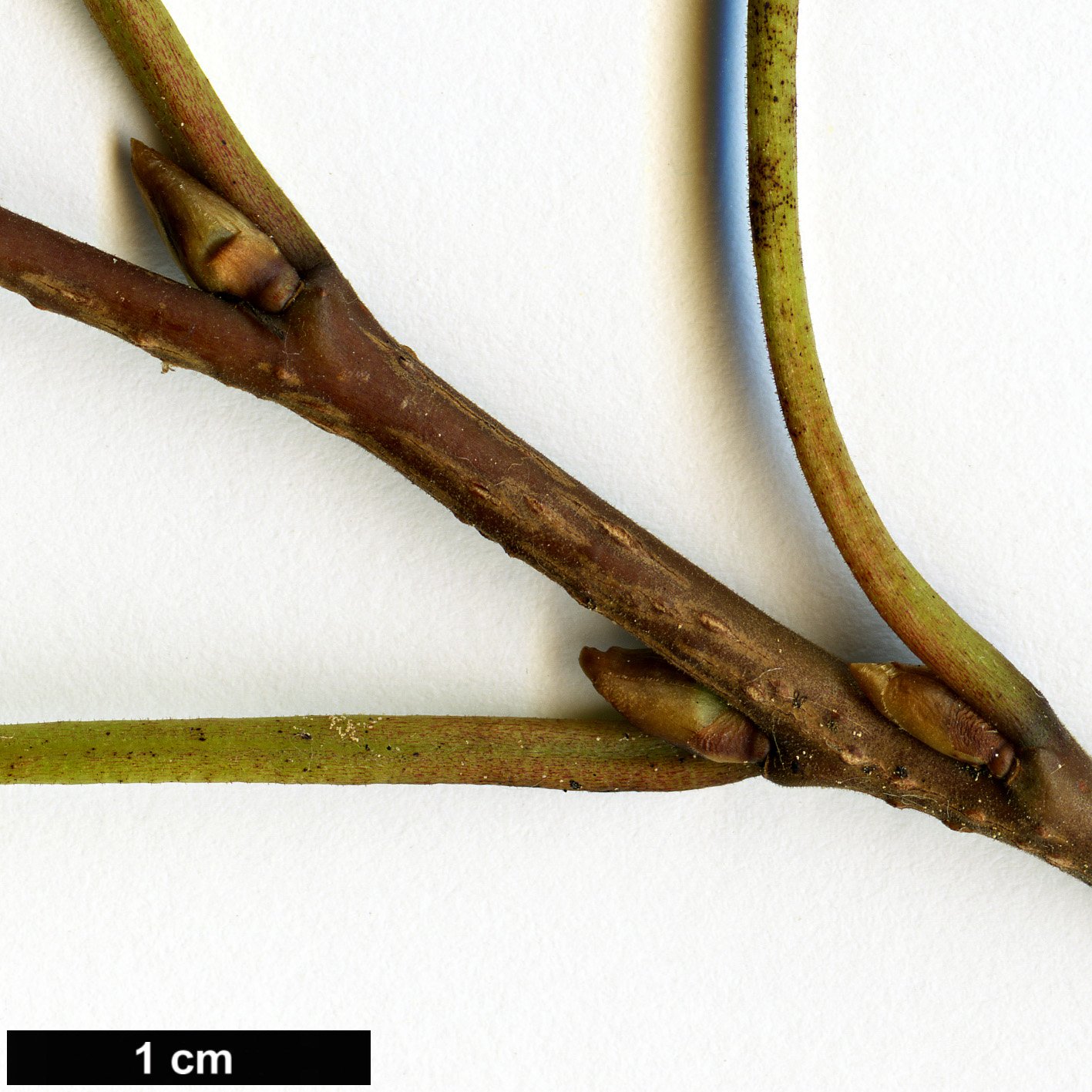 High resolution image: Family: Rhamnaceae - Genus: Rhamnus - Taxon: microcarpa