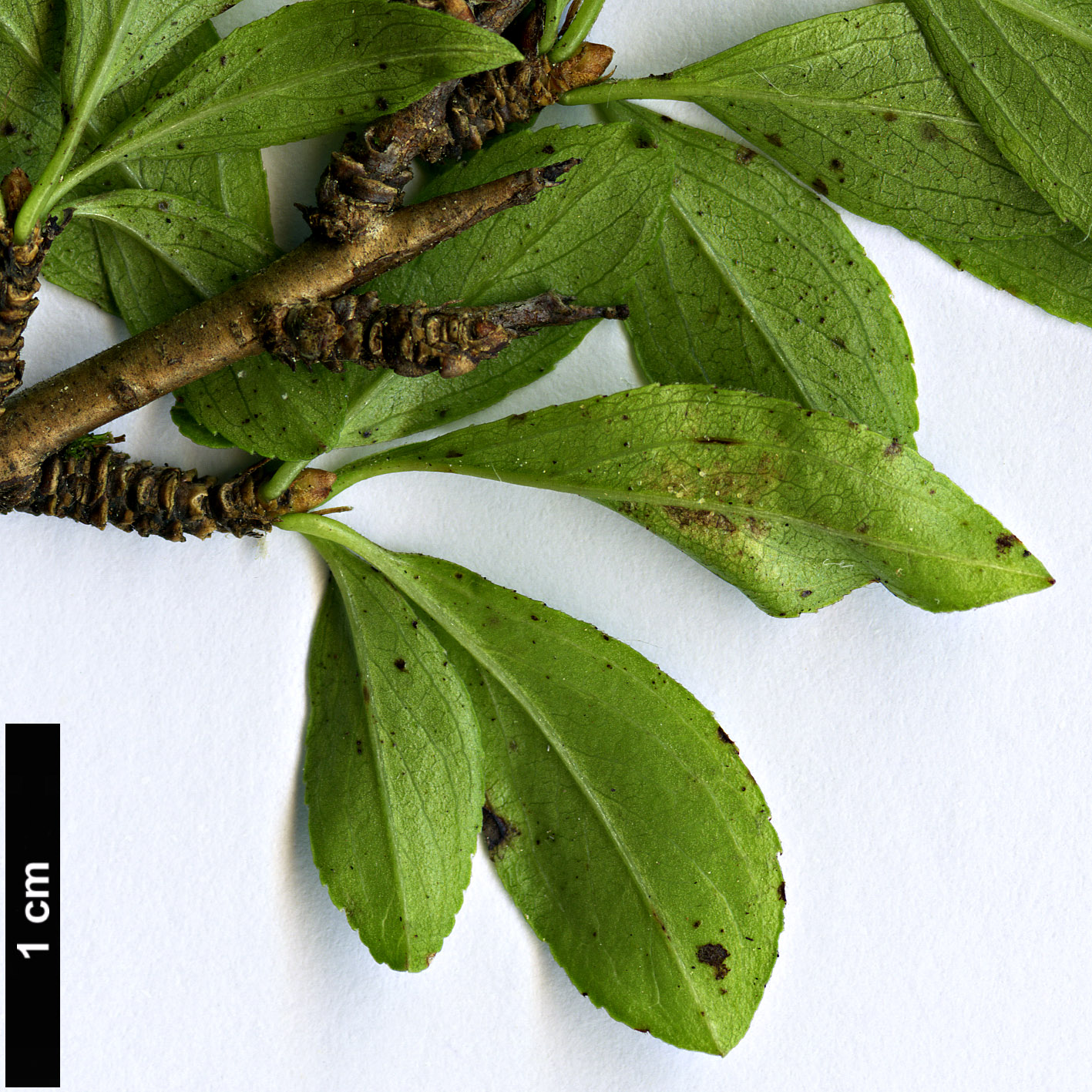 High resolution image: Family: Rhamnaceae - Genus: Rhamnus - Taxon: saxatilis