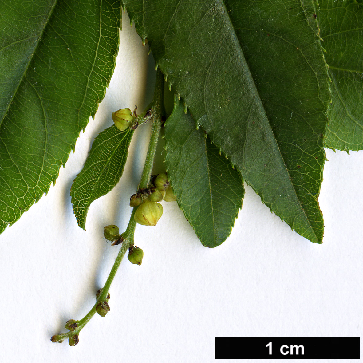 High resolution image: Family: Rhamnaceae - Genus: Sageretia - Taxon: paucicostata