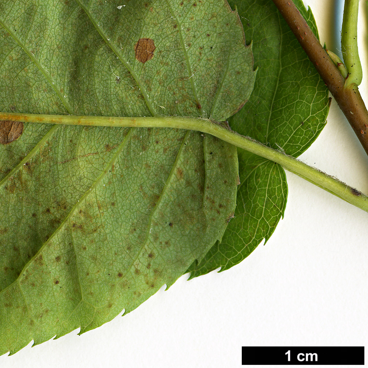 High resolution image: Family: Rosaceae - Genus: Amelanchier - Taxon: asiatica