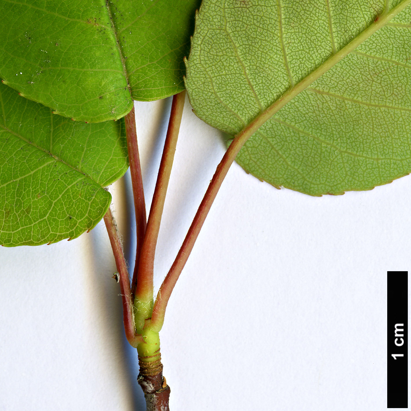 High resolution image: Family: Rosaceae - Genus: Amelanchier - Taxon: lamarckii