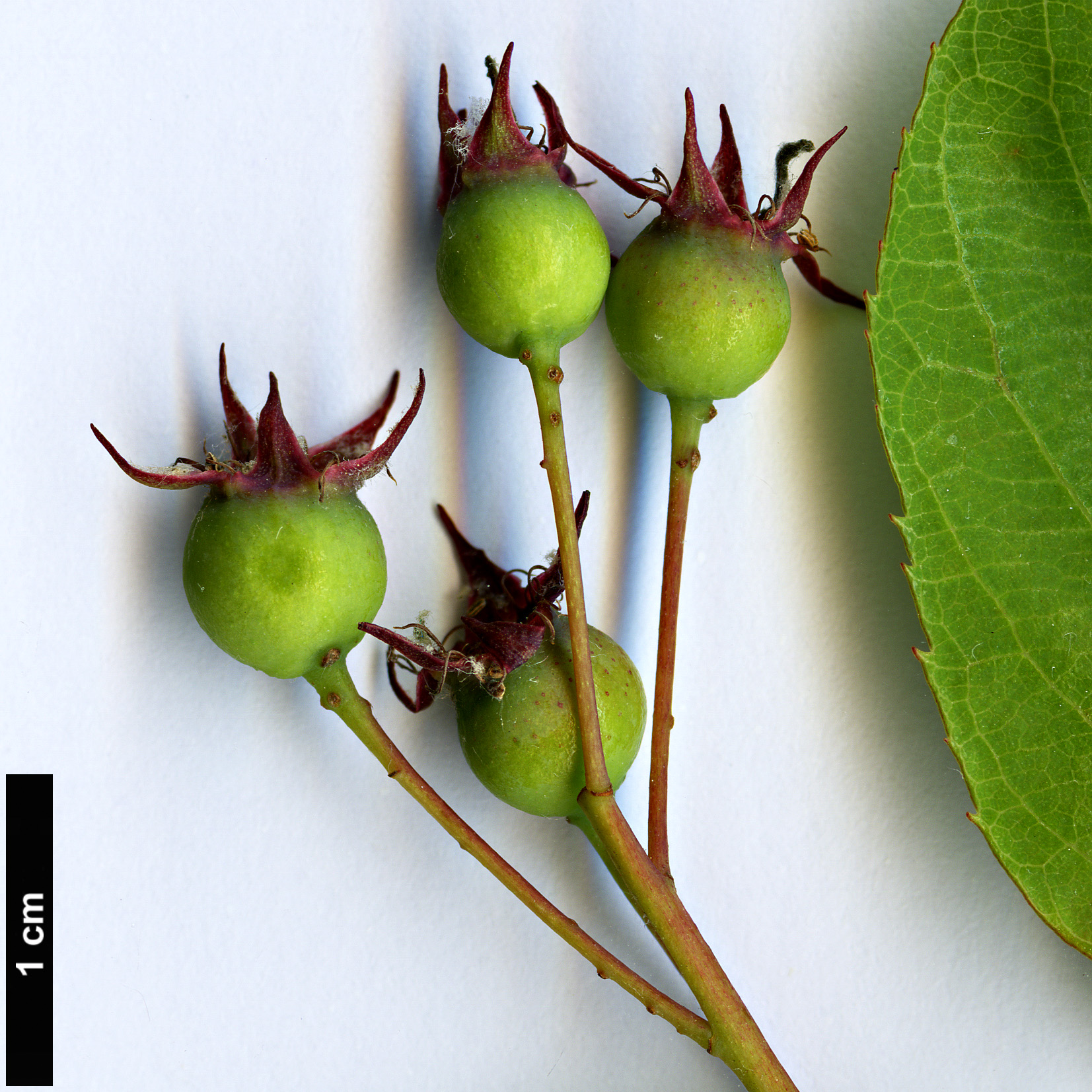 High resolution image: Family: Rosaceae - Genus: Amelanchier - Taxon: lamarckii