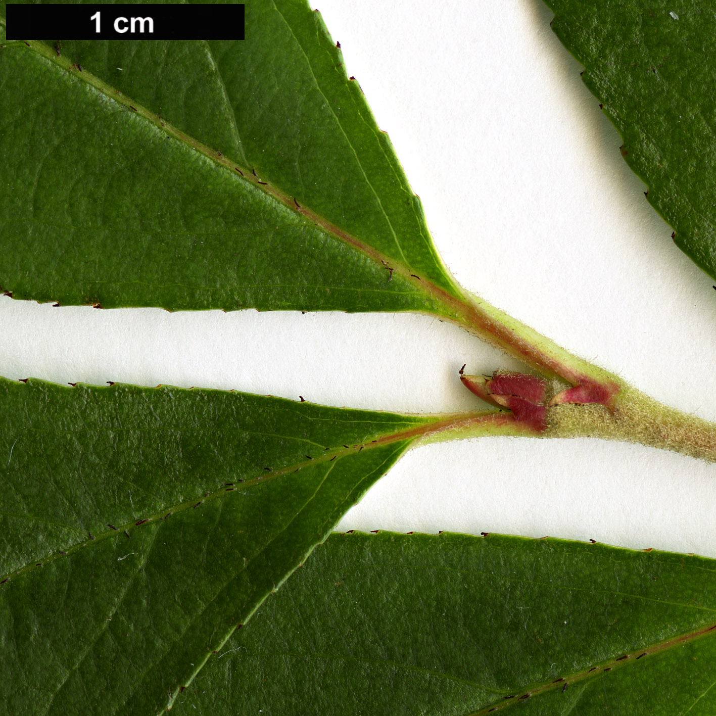 High resolution image: Family: Rosaceae - Genus: Aronia - Taxon: arbutifolia