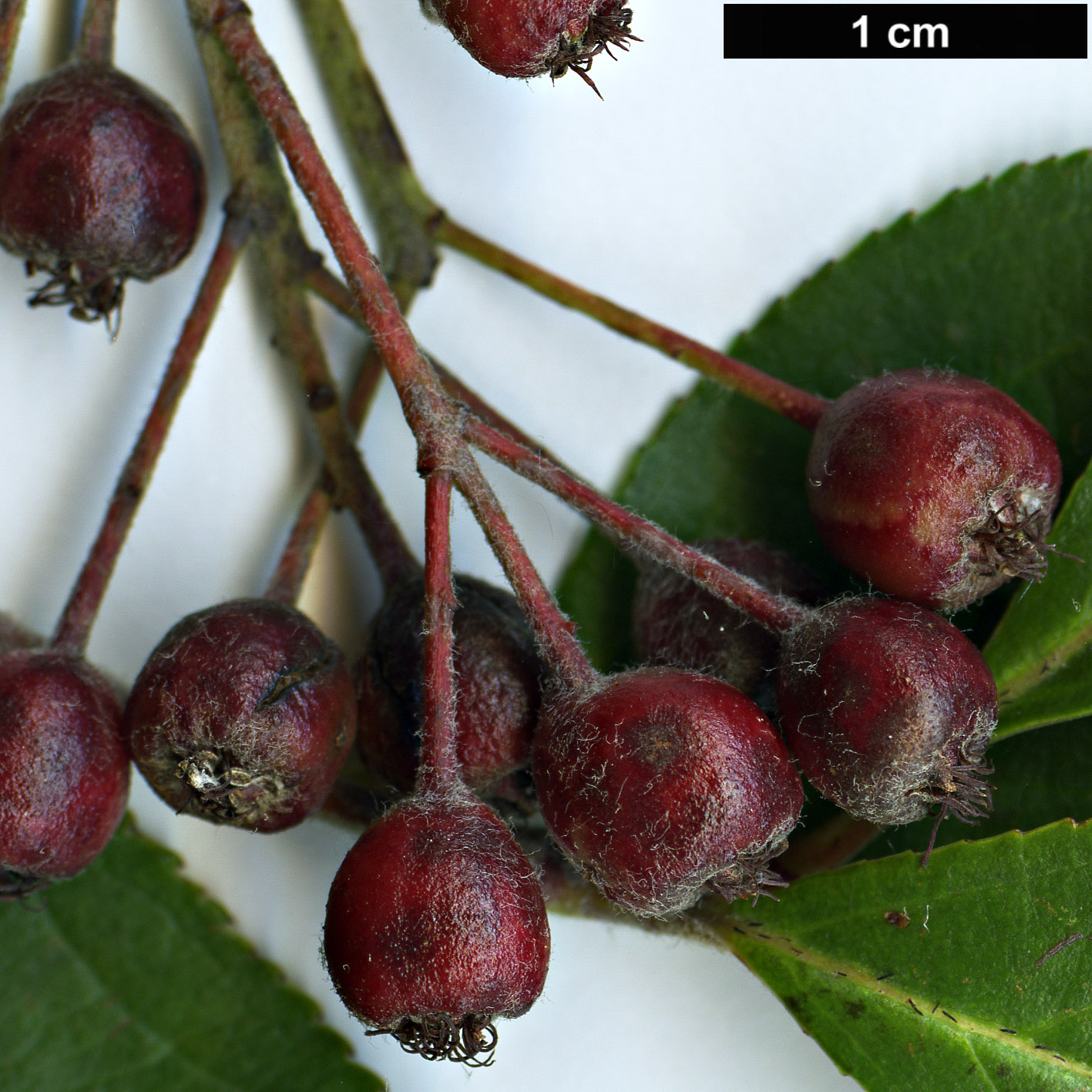 High resolution image: Family: Rosaceae - Genus: Aronia - Taxon: arbutifolia