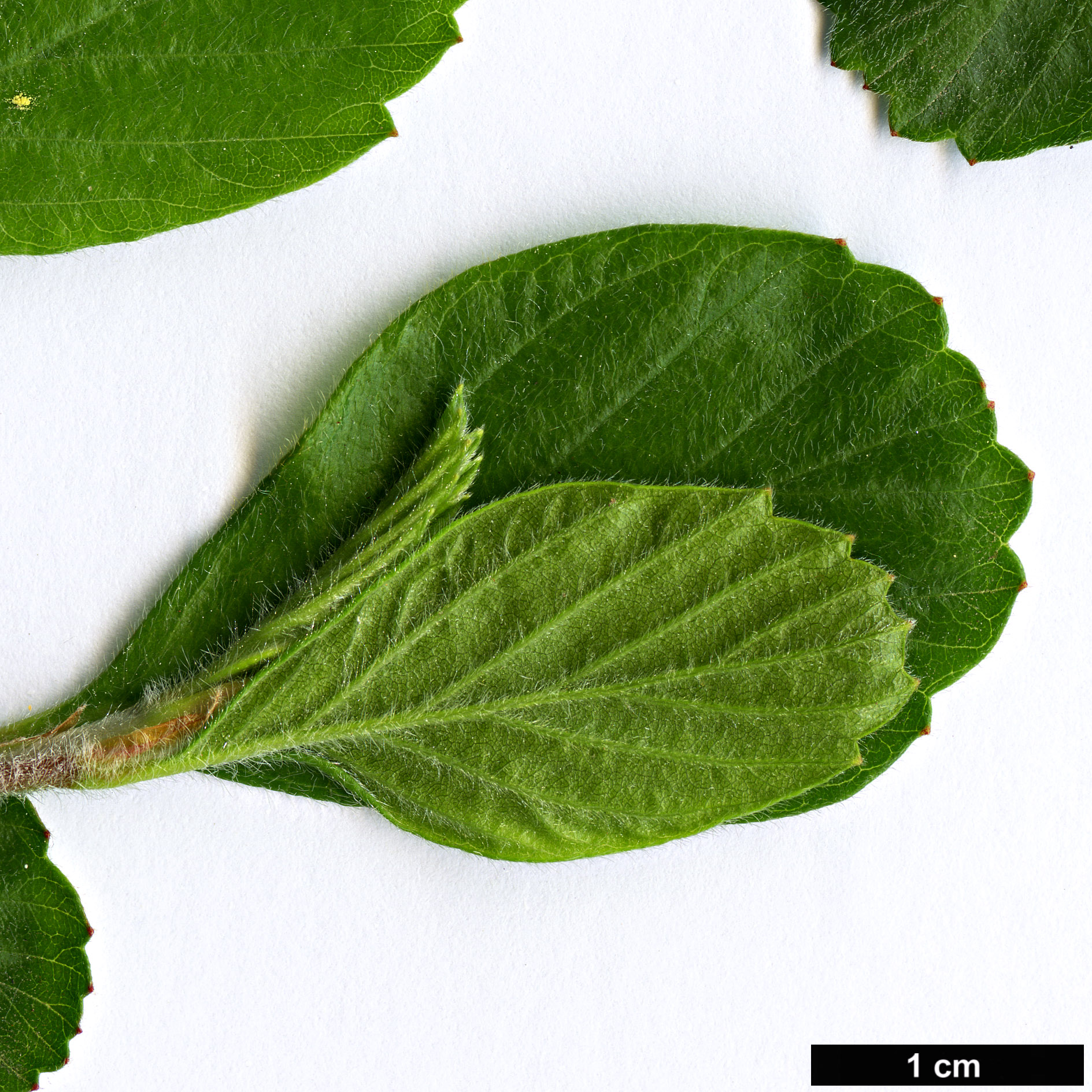 High resolution image: Family: Rosaceae - Genus: Cercocarpus - Taxon: montanus