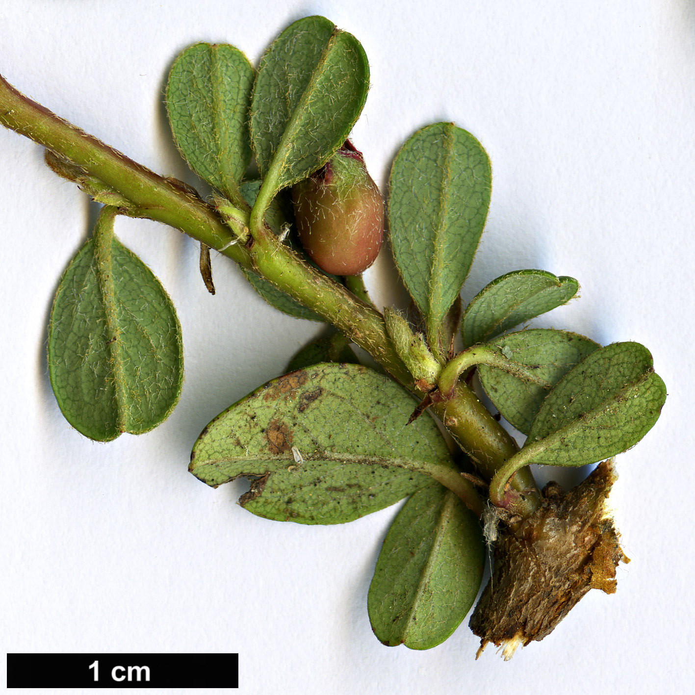 High resolution image: Family: Rosaceae - Genus: Cotoneaster - Taxon: adpressus