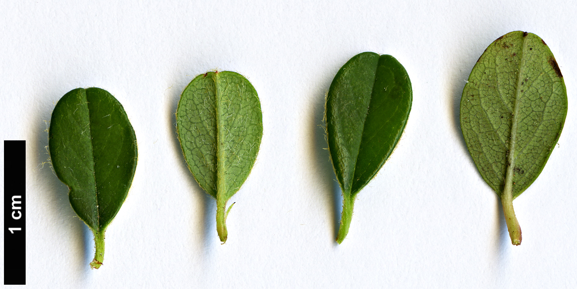 High resolution image: Family: Rosaceae - Genus: Cotoneaster - Taxon: adpressus