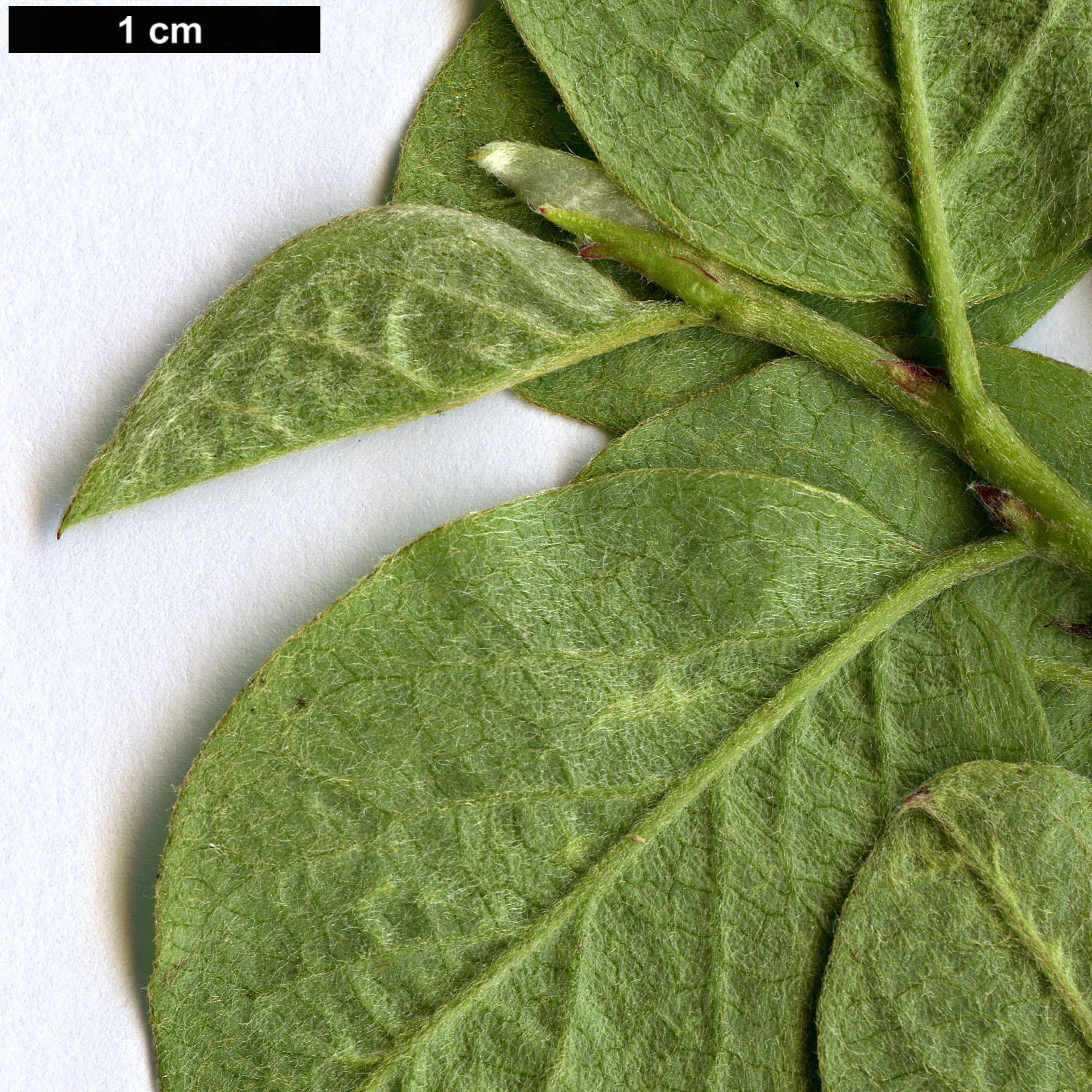 High resolution image: Family: Rosaceae - Genus: Cotoneaster - Taxon: alaunicus