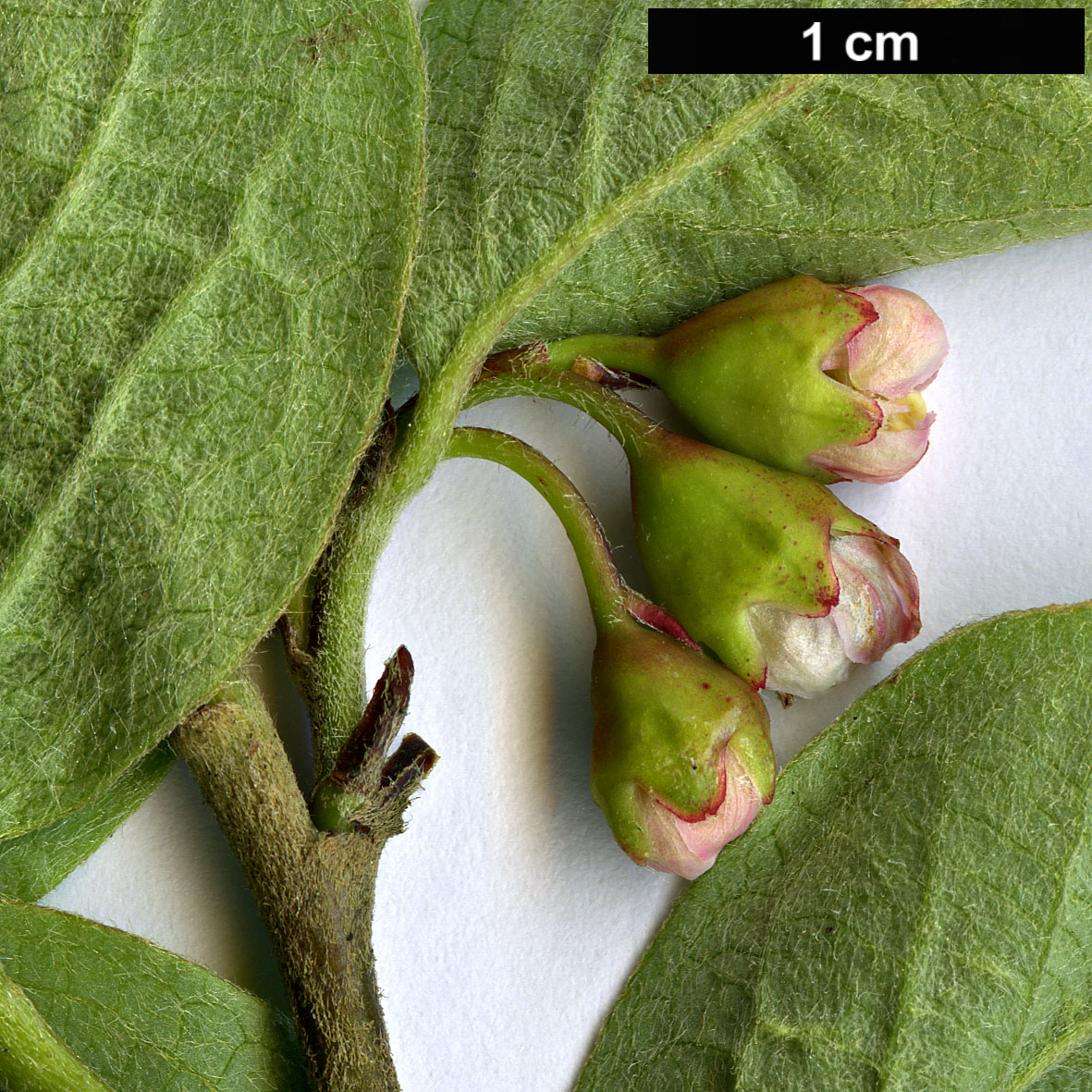 High resolution image: Family: Rosaceae - Genus: Cotoneaster - Taxon: alaunicus