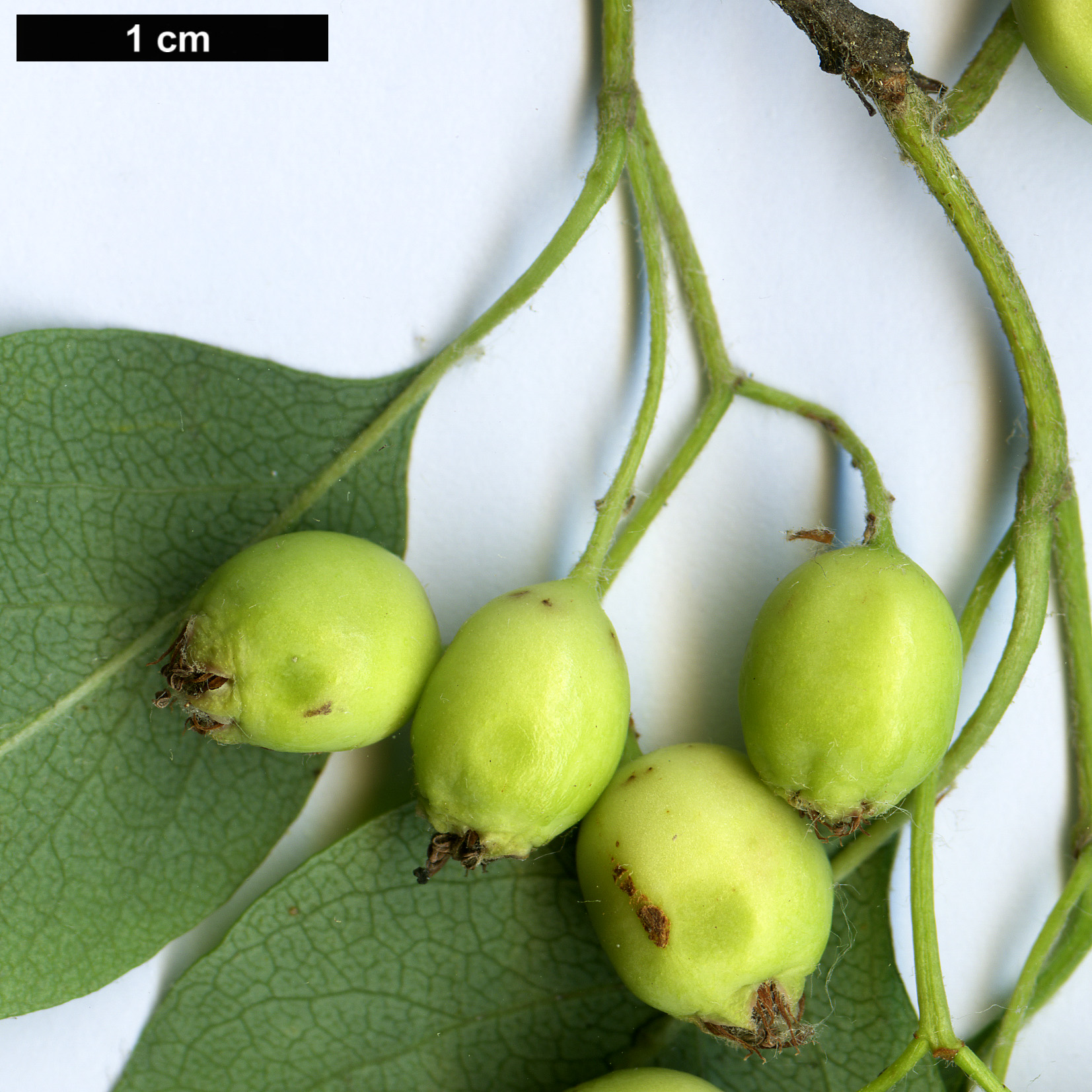 High resolution image: Family: Rosaceae - Genus: Cotoneaster - Taxon: albokermesinus