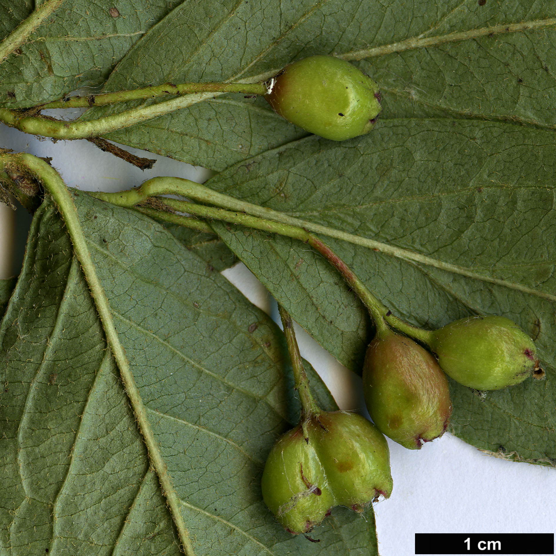 High resolution image: Family: Rosaceae - Genus: Cotoneaster - Taxon: ambiguus