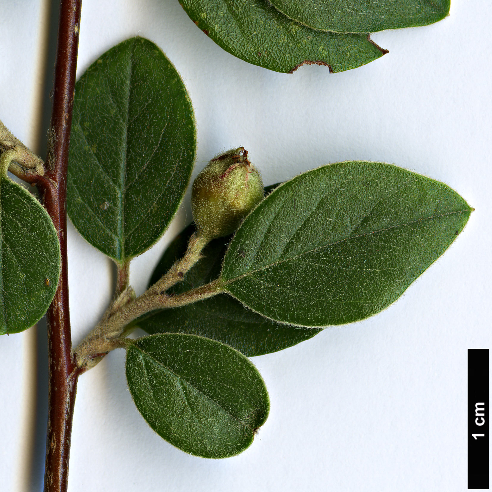 High resolution image: Family: Rosaceae - Genus: Cotoneaster - Taxon: amoenus