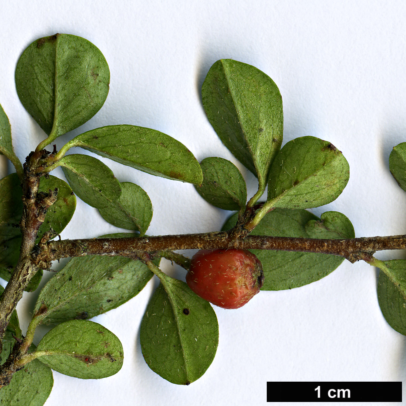 High resolution image: Family: Rosaceae - Genus: Cotoneaster - Taxon: apiculatus