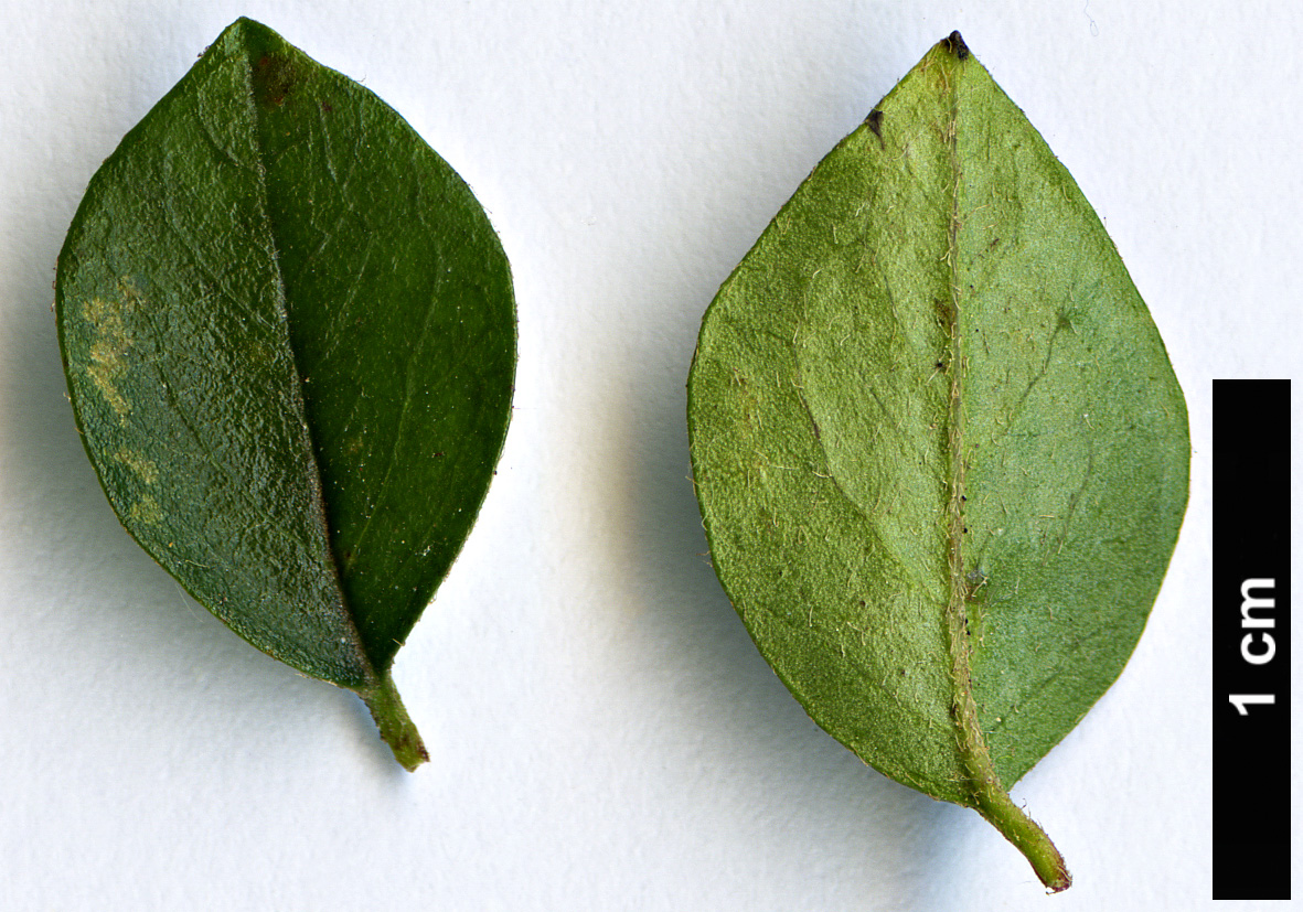 High resolution image: Family: Rosaceae - Genus: Cotoneaster - Taxon: apiculatus