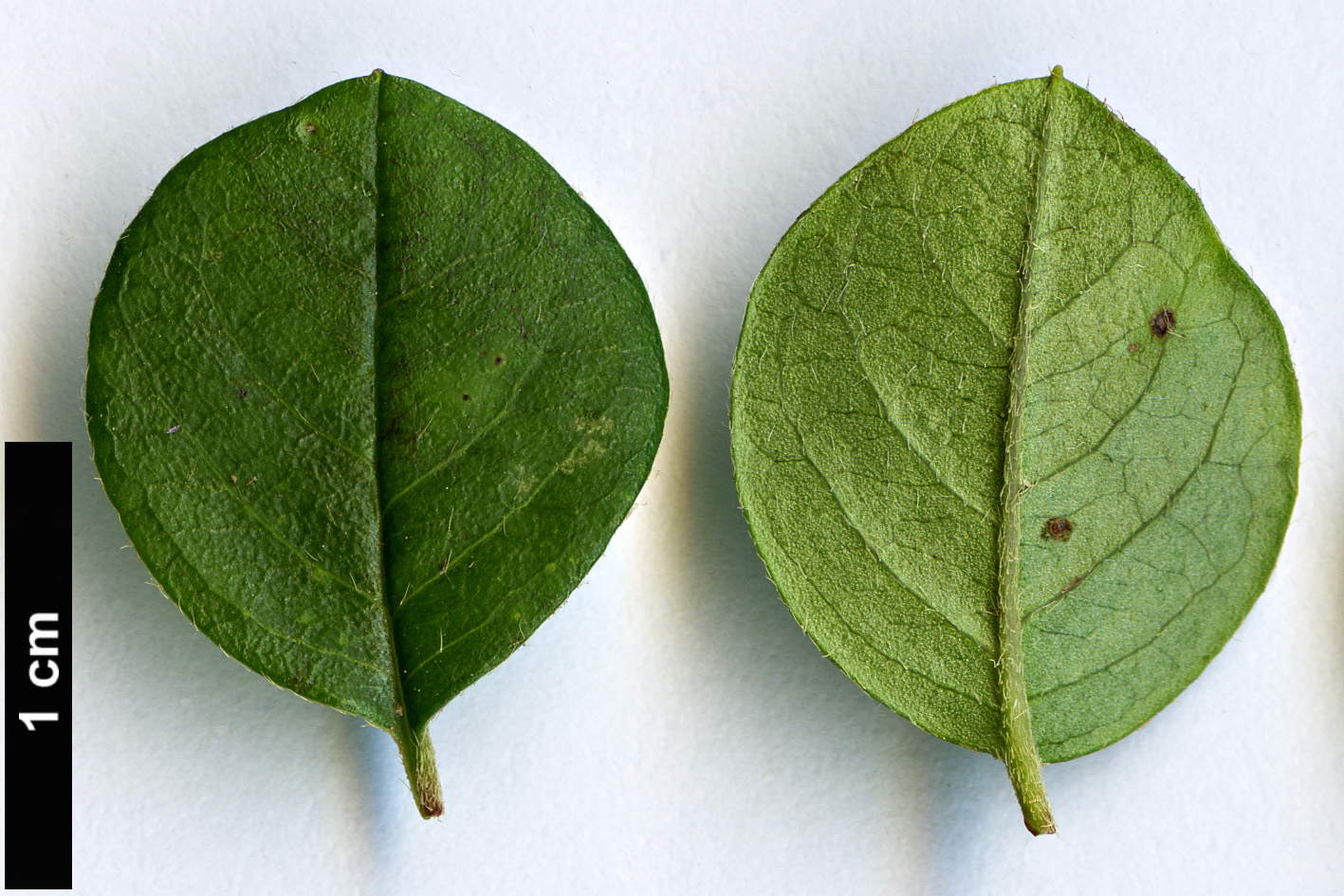 High resolution image: Family: Rosaceae - Genus: Cotoneaster - Taxon: apiculatus