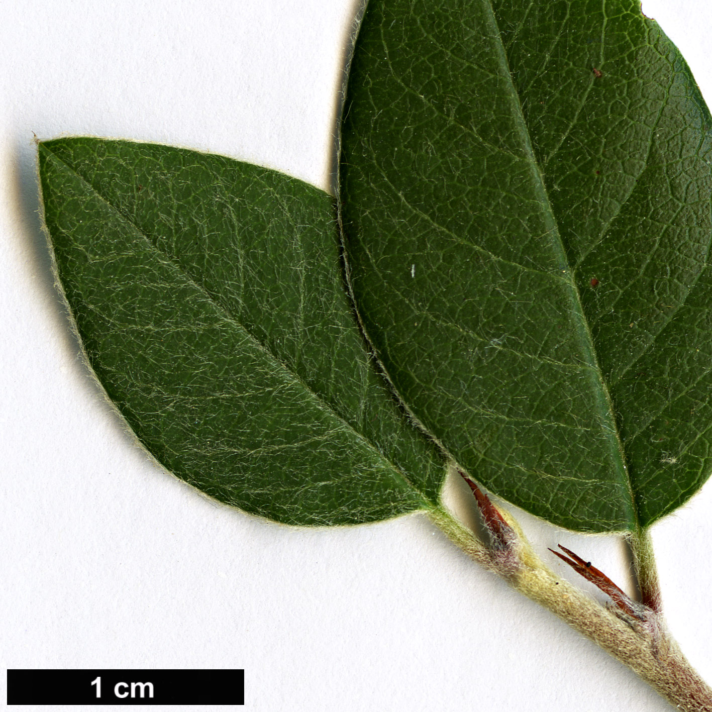 High resolution image: Family: Rosaceae - Genus: Cotoneaster - Taxon: armenus