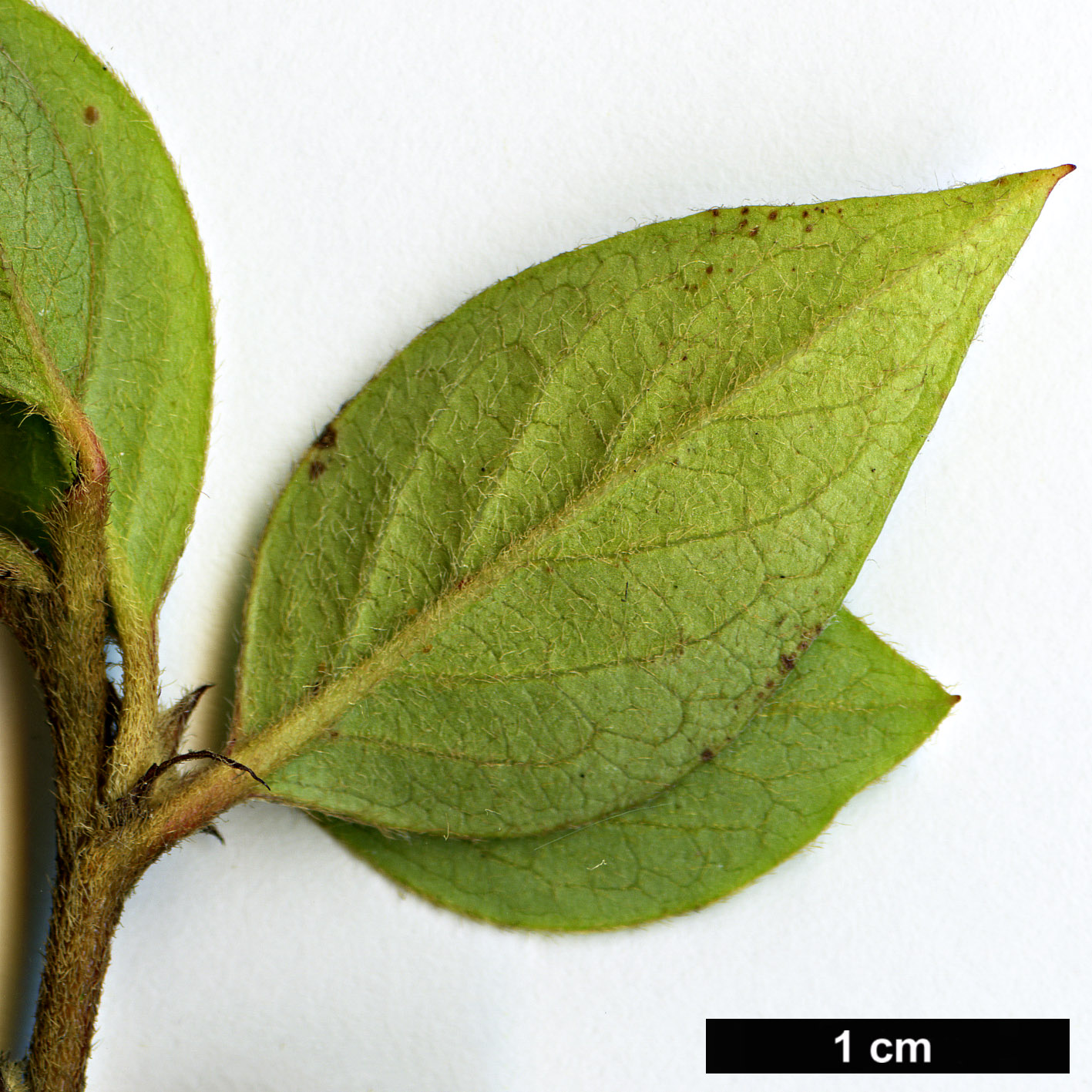 High resolution image: Family: Rosaceae - Genus: Cotoneaster - Taxon: assamensis