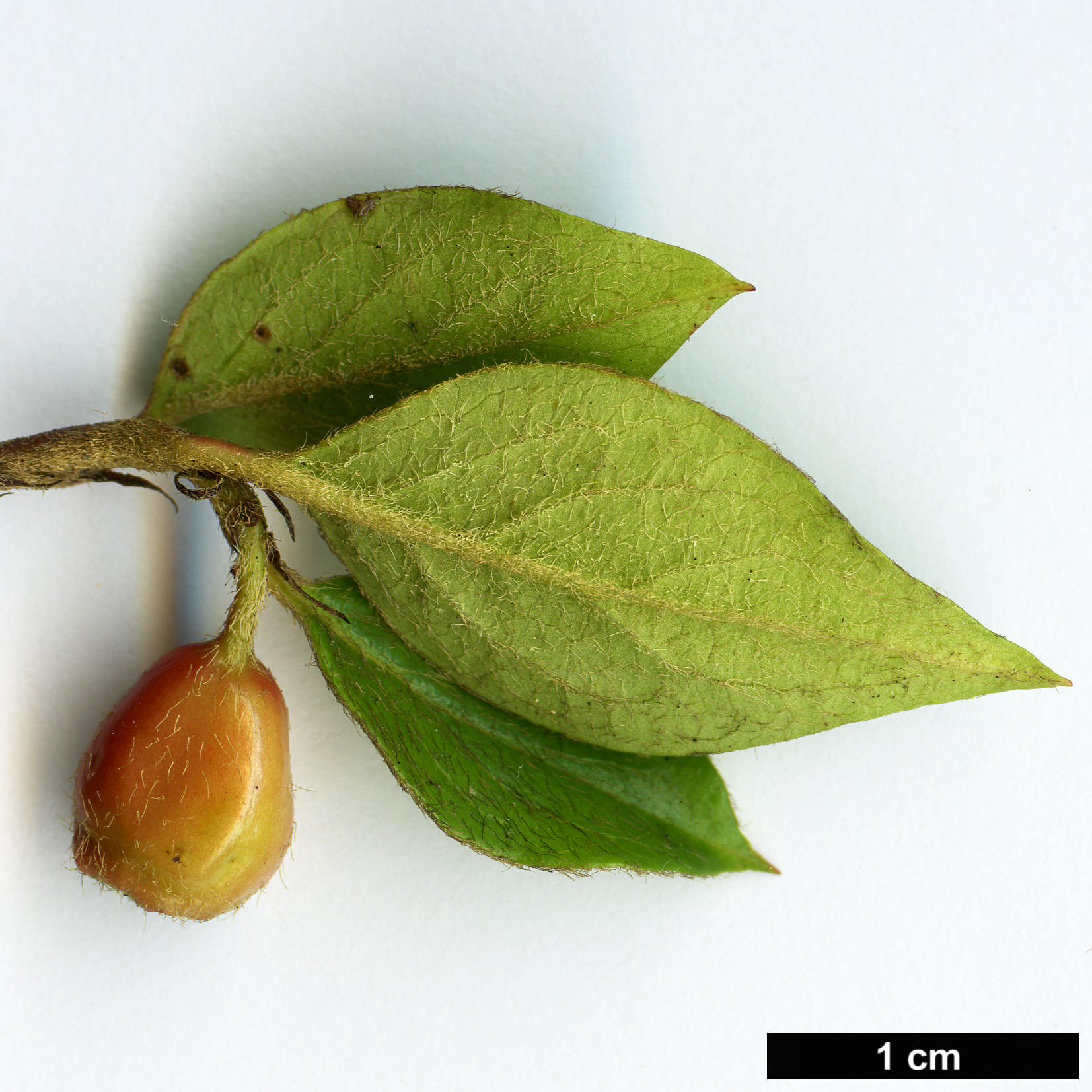 High resolution image: Family: Rosaceae - Genus: Cotoneaster - Taxon: assamensis