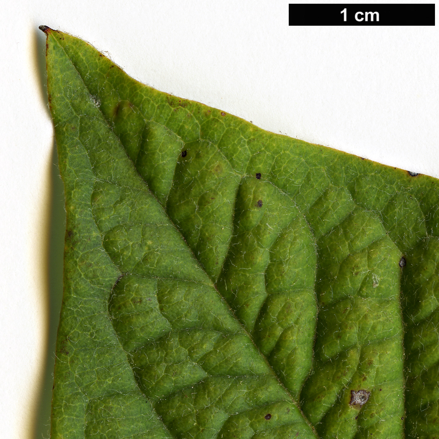 High resolution image: Family: Rosaceae - Genus: Cotoneaster - Taxon: atuntzensis