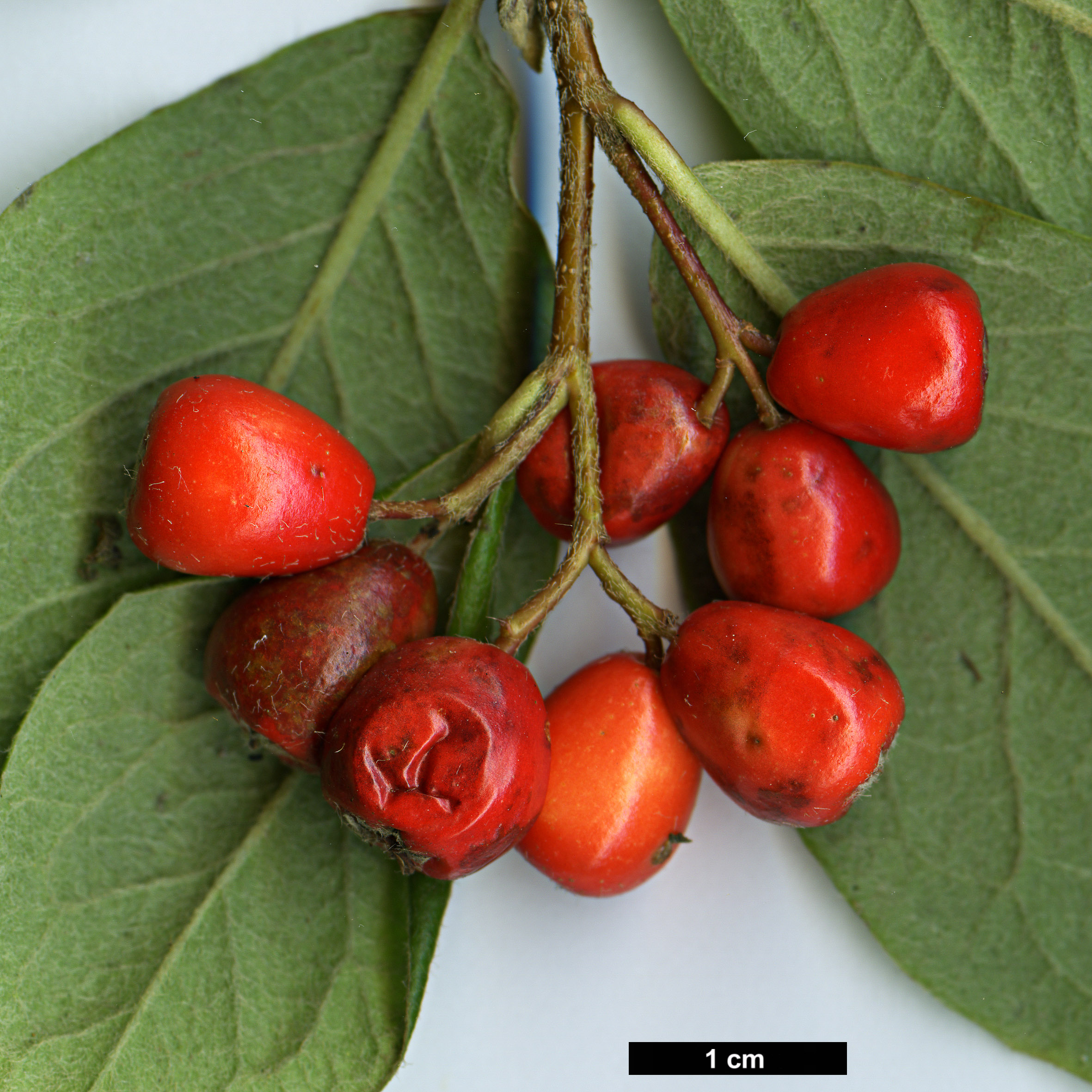 High resolution image: Family: Rosaceae - Genus: Cotoneaster - Taxon: boisianus