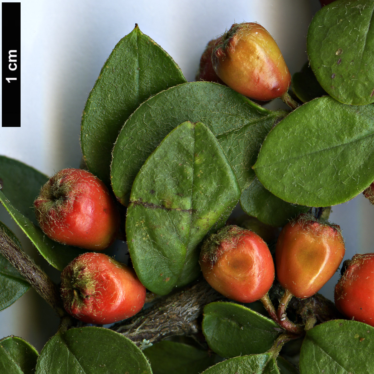 High resolution image: Family: Rosaceae - Genus: Cotoneaster - Taxon: bradyi