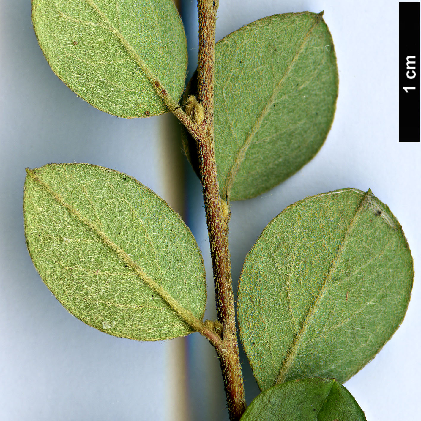 High resolution image: Family: Rosaceae - Genus: Cotoneaster - Taxon: bradyi