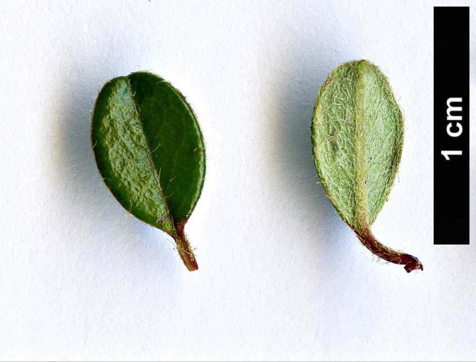 High resolution image: Family: Rosaceae - Genus: Cotoneaster - Taxon: cashmiriensis