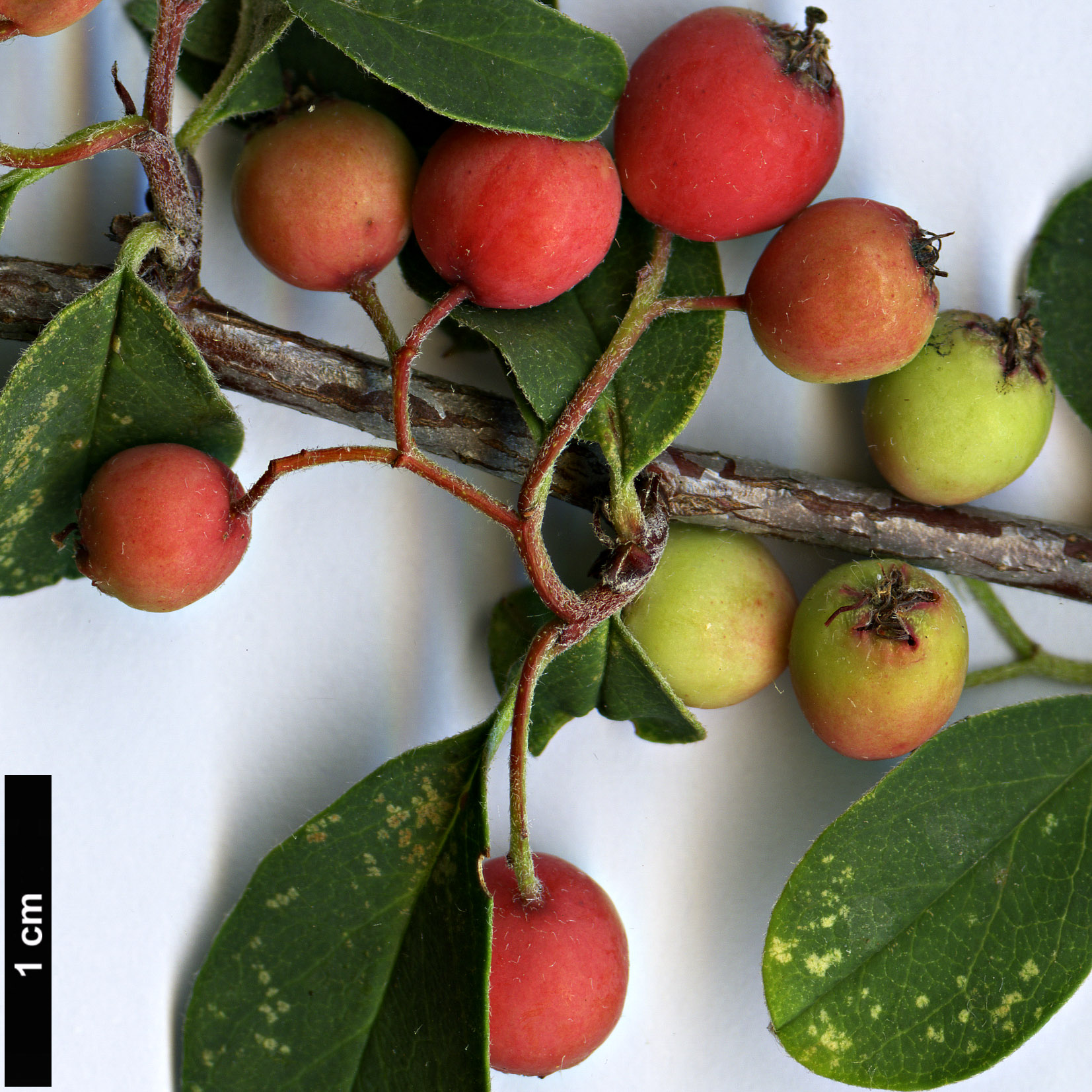 High resolution image: Family: Rosaceae - Genus: Cotoneaster - Taxon: chungtiensis