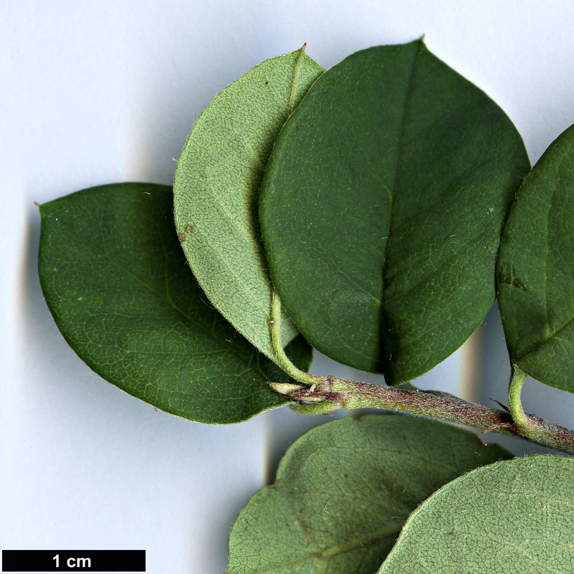 High resolution image: Family: Rosaceae - Genus: Cotoneaster - Taxon: chungtiensis