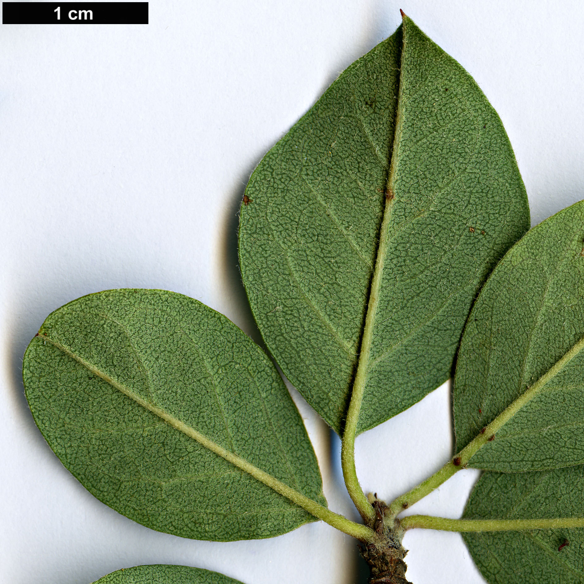 High resolution image: Family: Rosaceae - Genus: Cotoneaster - Taxon: chungtiensis