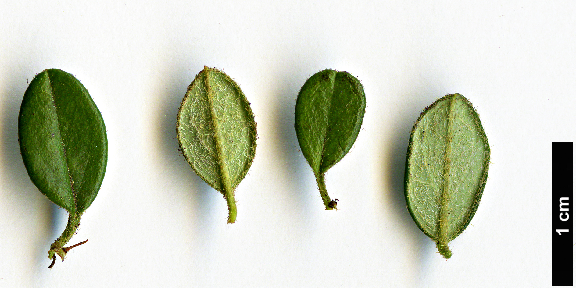 High resolution image: Family: Rosaceae - Genus: Cotoneaster - Taxon: congestus