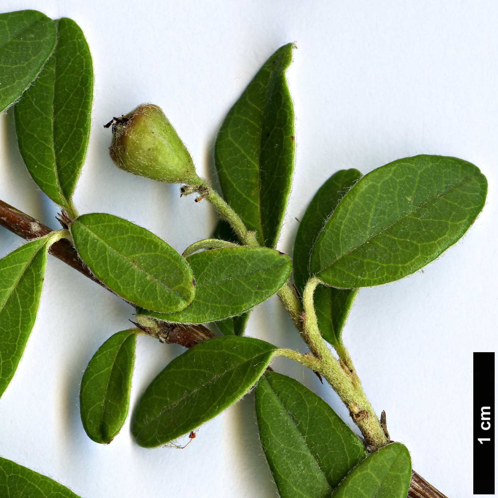 High resolution image: Family: Rosaceae - Genus: Cotoneaster - Taxon: cooperi