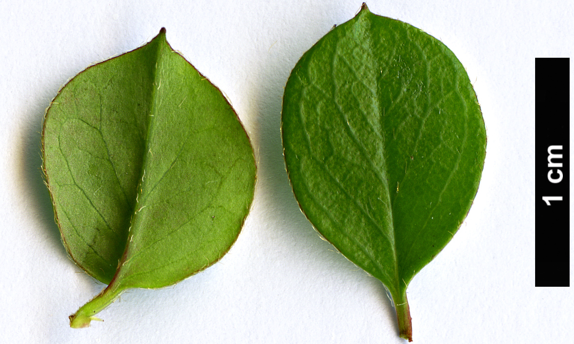 High resolution image: Family: Rosaceae - Genus: Cotoneaster - Taxon: cordifolius