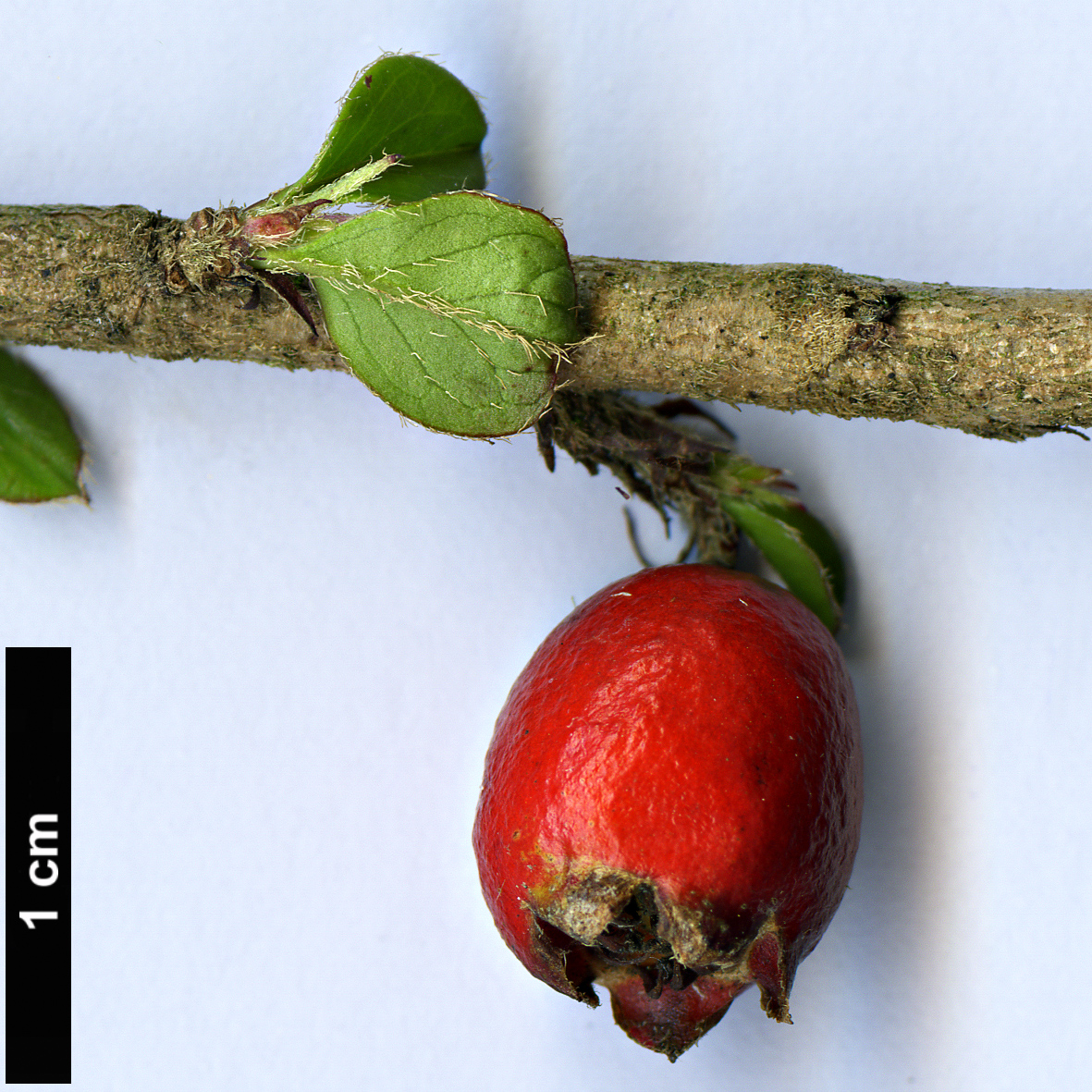 High resolution image: Family: Rosaceae - Genus: Cotoneaster - Taxon: cordifolius