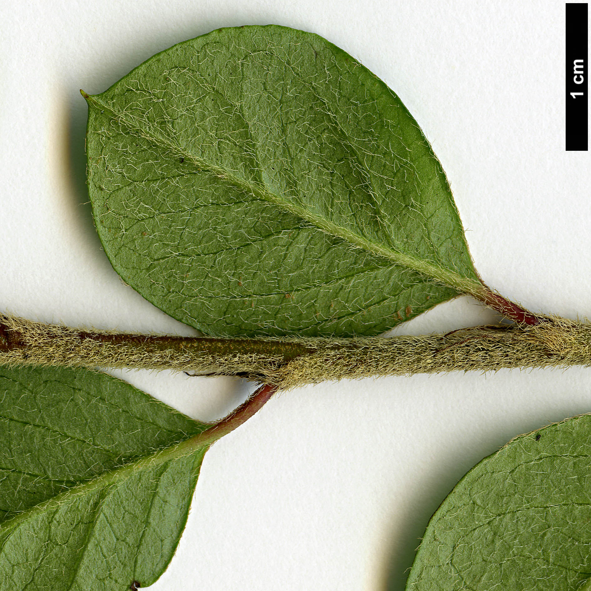 High resolution image: Family: Rosaceae - Genus: Cotoneaster - Taxon: cuspidatus