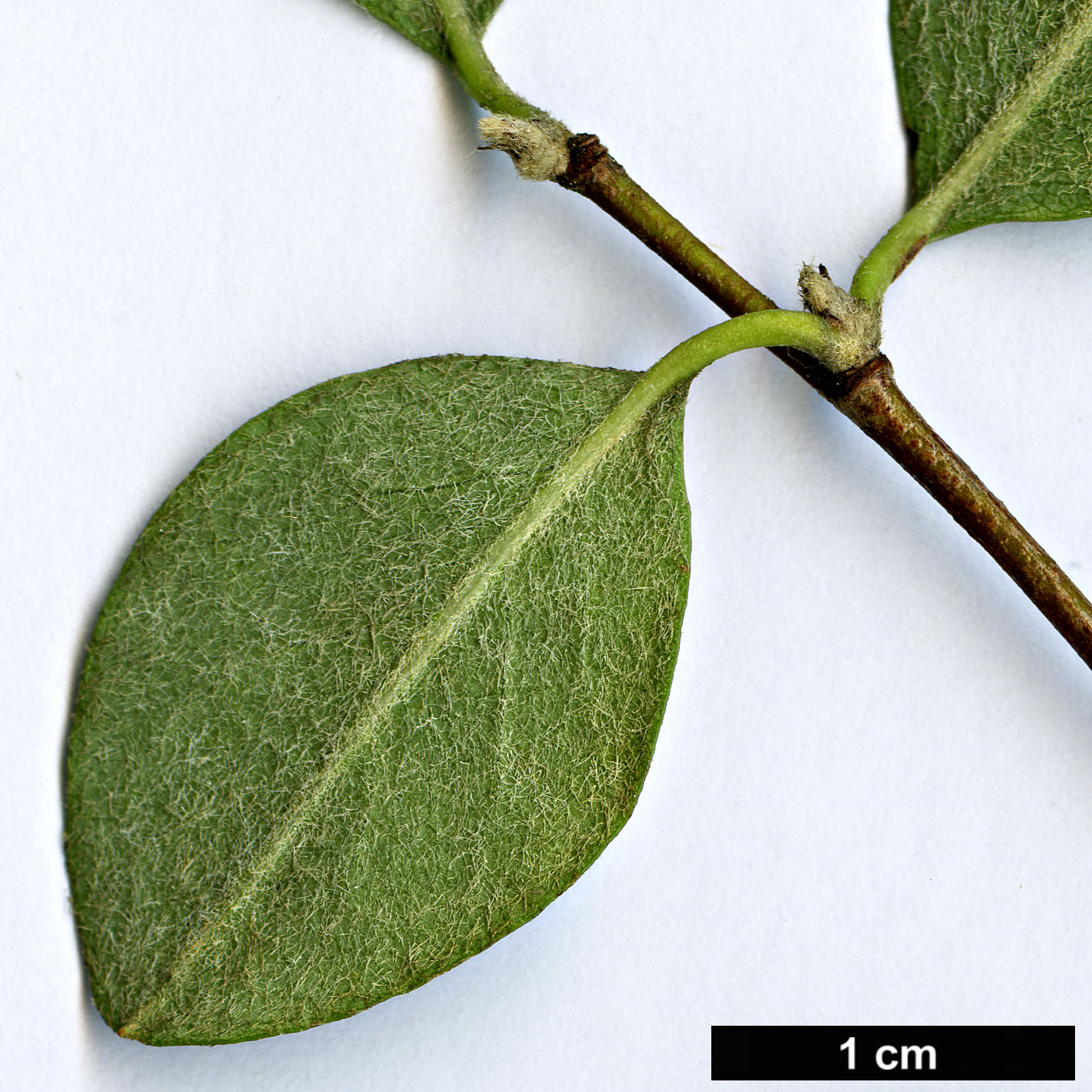 High resolution image: Family: Rosaceae - Genus: Cotoneaster - Taxon: discolor