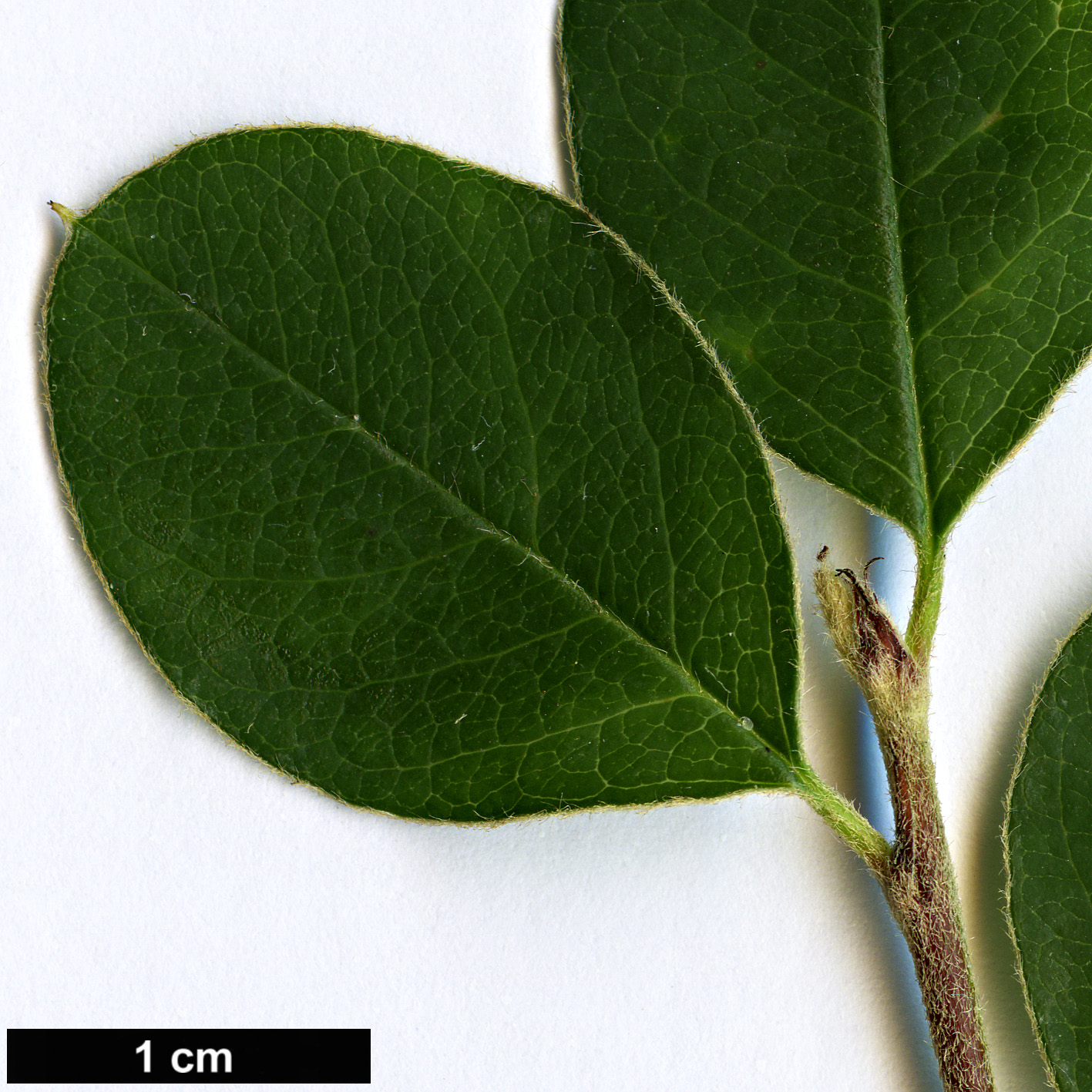 High resolution image: Family: Rosaceae - Genus: Cotoneaster - Taxon: discolor