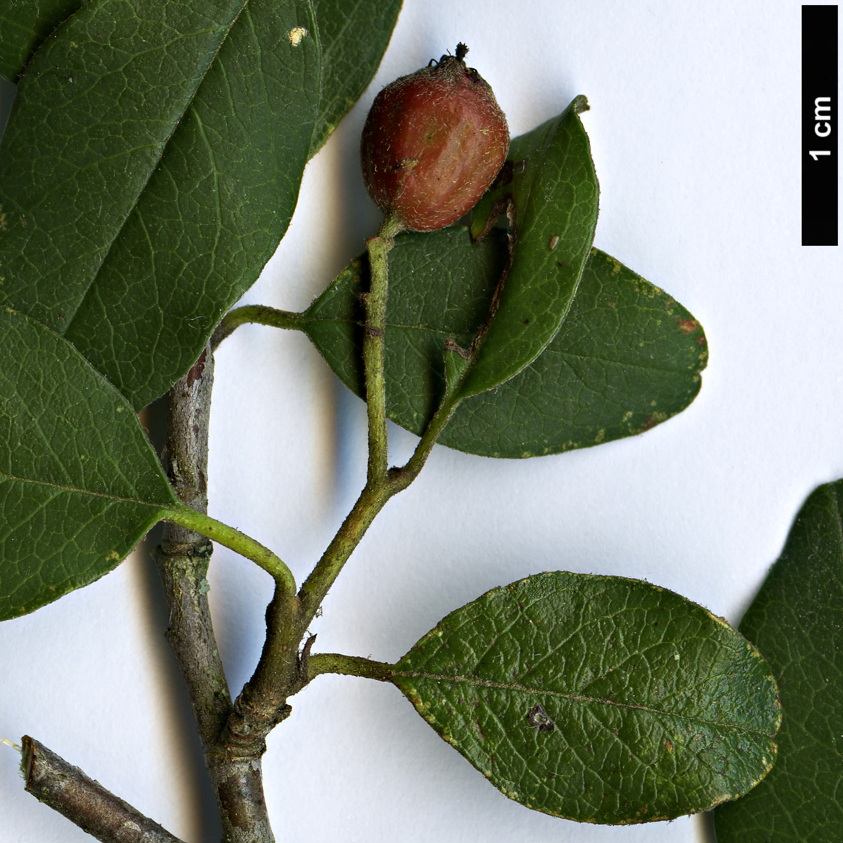 High resolution image: Family: Rosaceae - Genus: Cotoneaster - Taxon: discolor