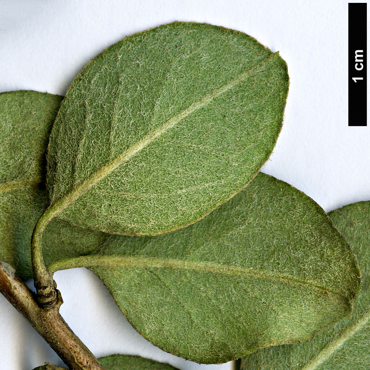 High resolution image: Family: Rosaceae - Genus: Cotoneaster - Taxon: discolor