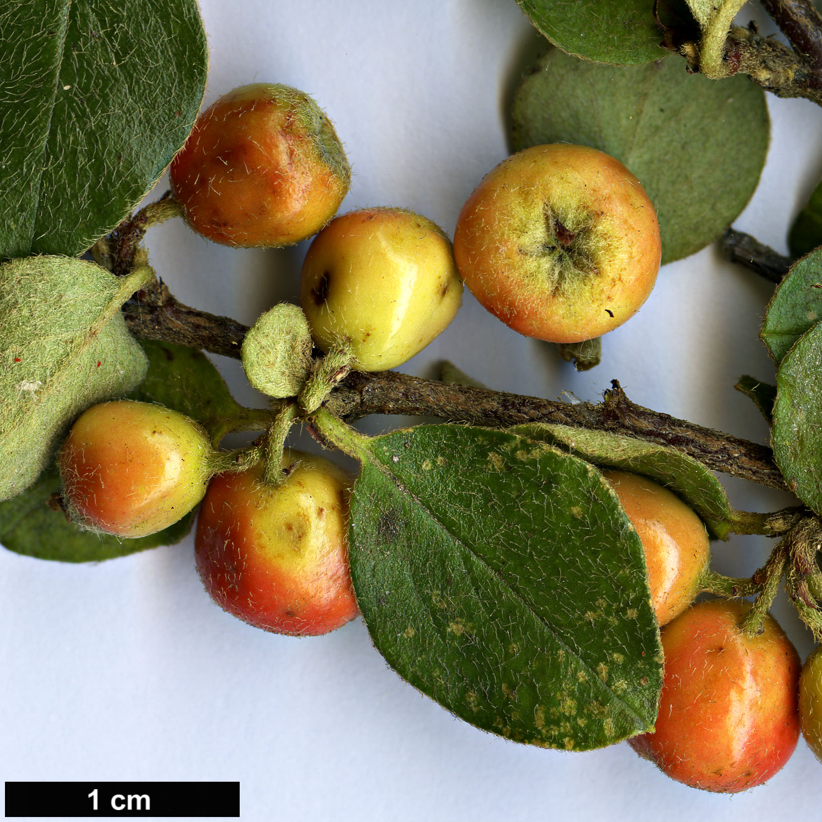 High resolution image: Family: Rosaceae - Genus: Cotoneaster - Taxon: distichus