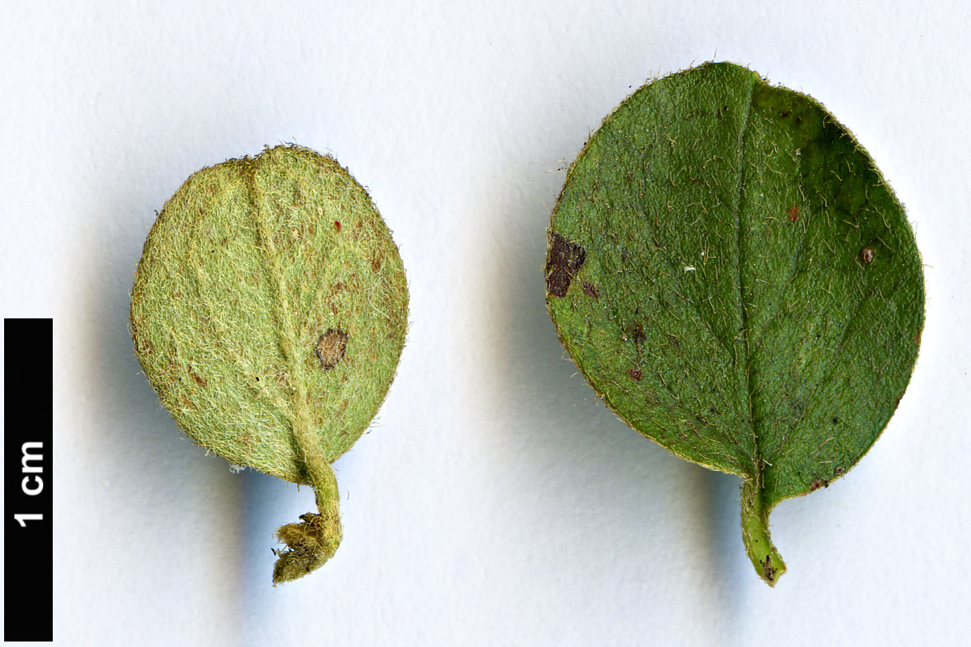 High resolution image: Family: Rosaceae - Genus: Cotoneaster - Taxon: distichus