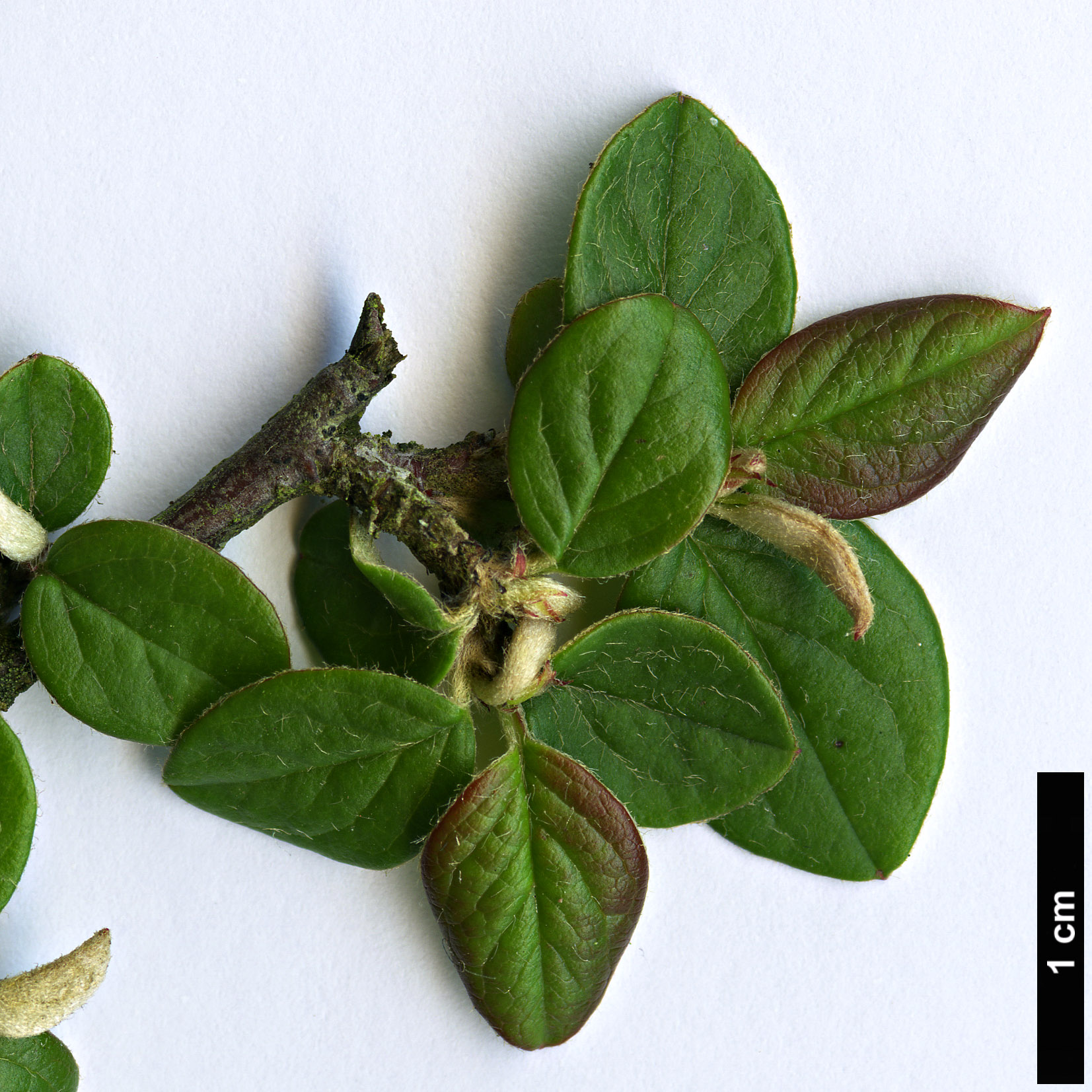 High resolution image: Family: Rosaceae - Genus: Cotoneaster - Taxon: elegans