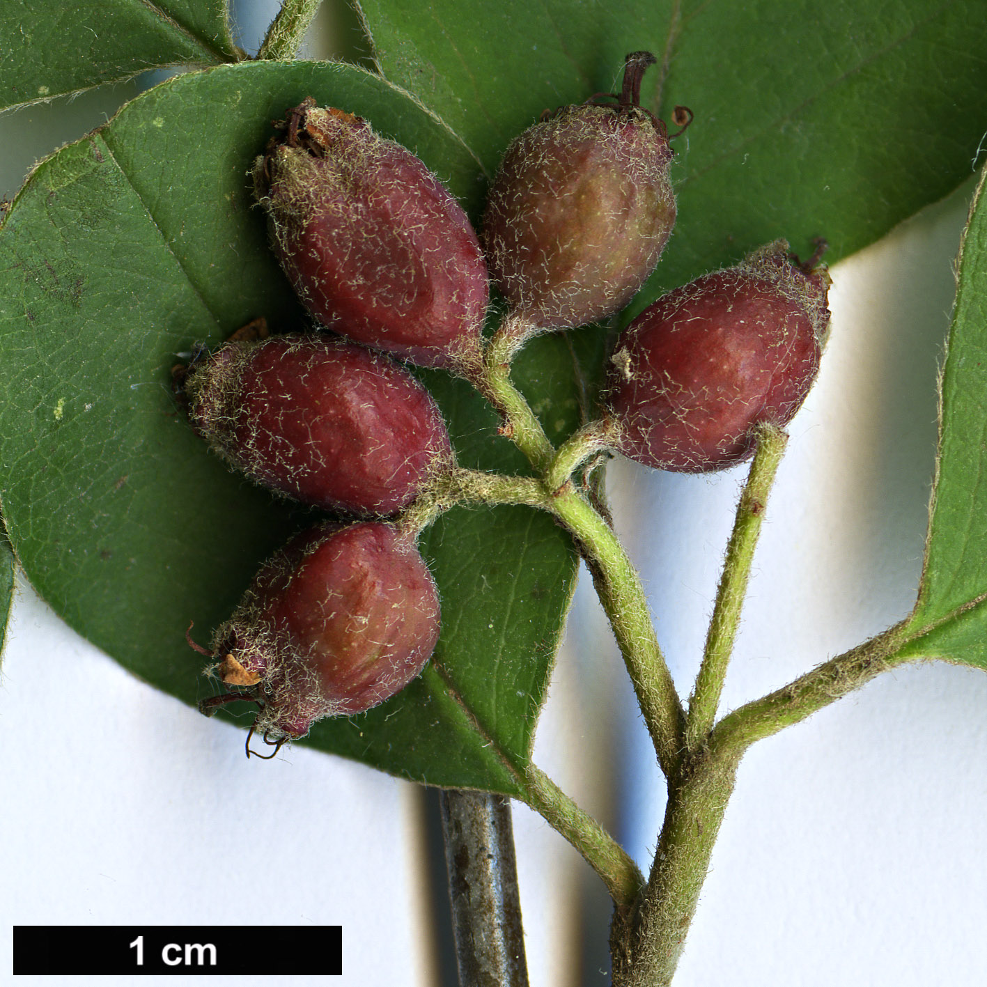 High resolution image: Family: Rosaceae - Genus: Cotoneaster - Taxon: ellipticus