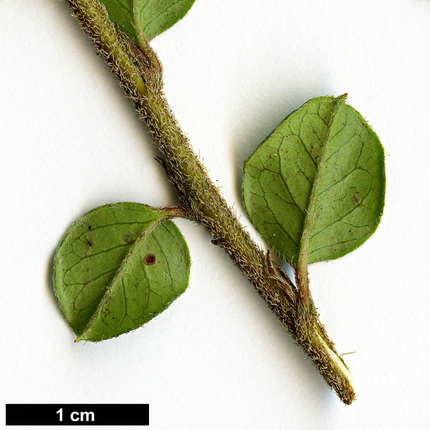 High resolution image: Family: Rosaceae - Genus: Cotoneaster - Taxon: encavei