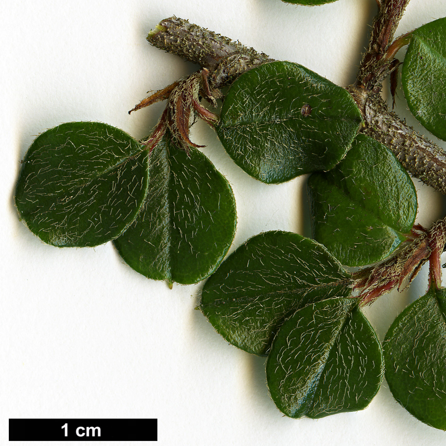 High resolution image: Family: Rosaceae - Genus: Cotoneaster - Taxon: encavei